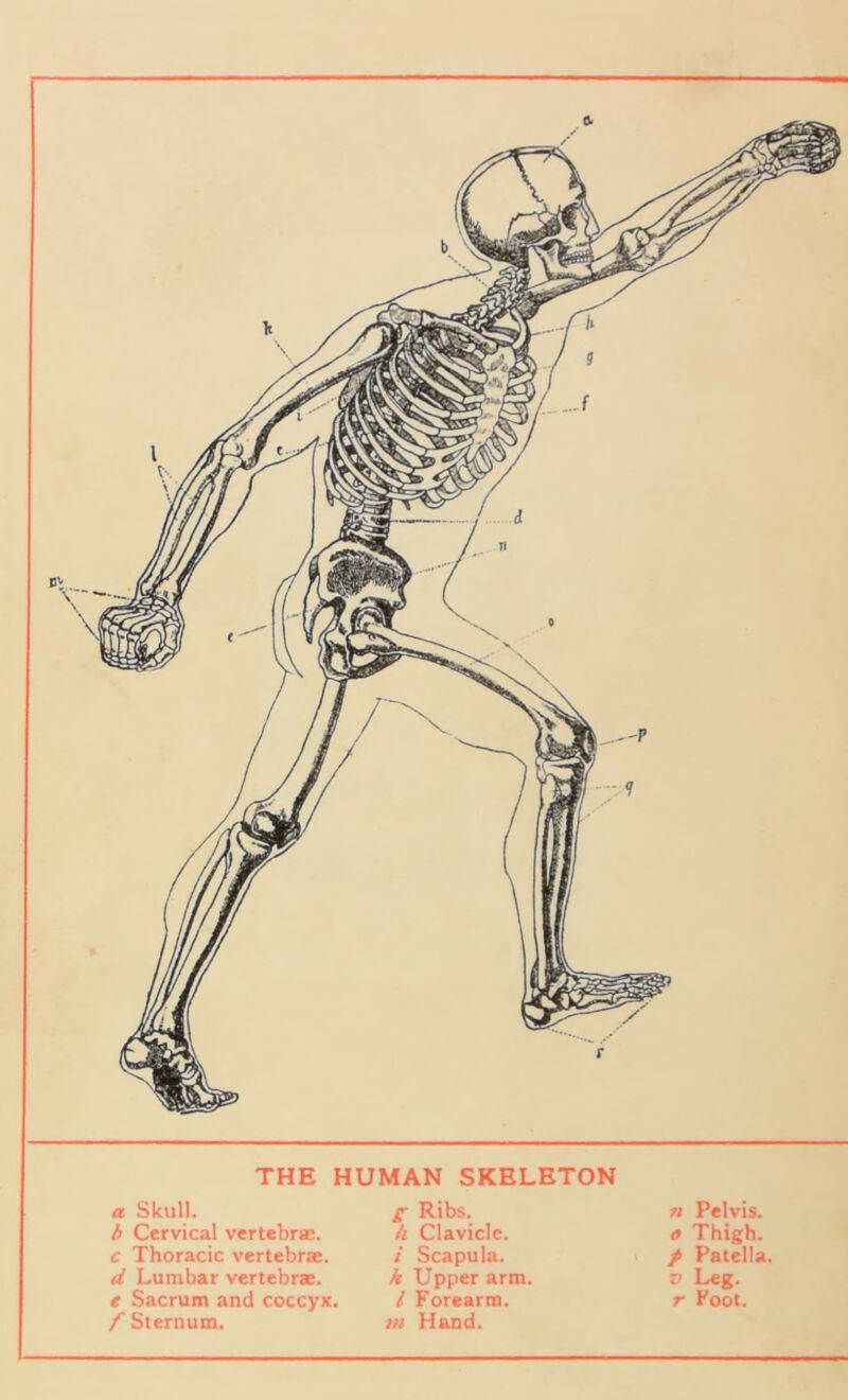 THE HUMAN SKELETON a Skull. g; Ribs. n Pelvis. b Cervical vertebraE. li Clavicle. o Thigh. c Thoracic vertebrae. / Scapula. / Patella. d Lutnbar vertebrae. k Upper arm. v Leg. e Sacrum and coccyx. l Forearm. r Foot. f Sternum. tn Hand.