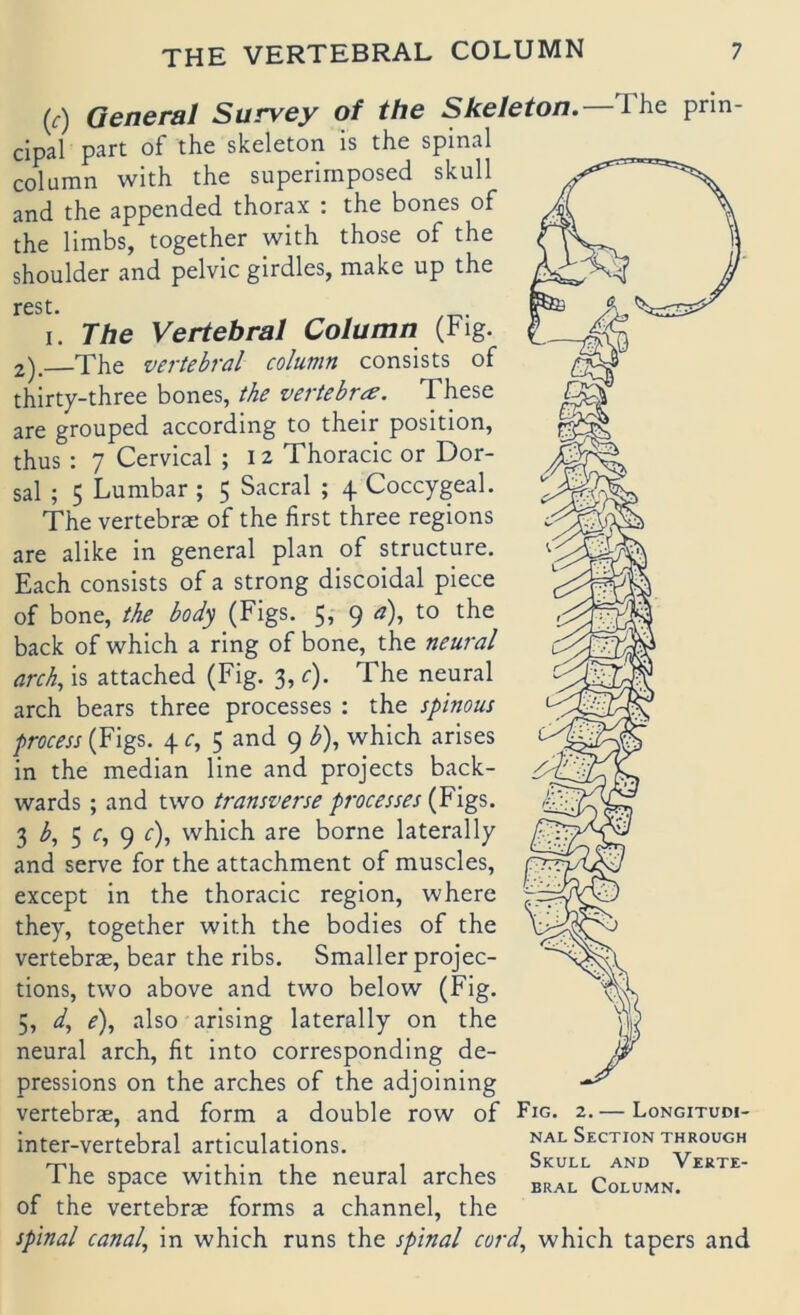 (f) General Survey of the Skeleton. The prin- cipal part of the skeleton is the spinal column with the superirnposed skull and the appended thorax : the bones of the limbs, together with those of the Shoulder and pelvic girdles, make up the rest. I. The Vertebral Column (Fig. 2). The vertebral column consists of thirty-three bones, the vertebr^e. These are grouped according to their position, thus : 7 Cervical ; 12 Thoracic or Dor- sal ; 5 Lumbar ; 5 Sacral ; 4 Coccygeal. The vertebrae of the first three regions are alike in general plan of structure. Each consists of a strong discoidal piece of bone, the body (Figs. 5, 9 a), to the back of which a ring of bone, the neural arch, is attached (Fig. 3, c). The neural arch bears three processes : the spinous process (Figs. 4 c, 5 and 9 b\ which arises in the median line and projects back- wards; and two transverse processes (Figs. 3 5 c, 9 c), which are borne laterally and serve for the attachment of muscles, except in the thoracic region, where they, together with the bodies of the vertebrae, bear the ribs. Smaller projec- tions, two above and two below (Fig. 5, e), also arising laterally on the neural arch, fit into corresponding de- pressions on the arches of the adjoining vertebrae, and form a double row of Fig* 2. — Longitudi- inter-vertebral articulations. nal Section through The space within the neural arches Column. of the vertebrae forms a channel, the spinal canal, in which runs the spinal cord, which tapers and