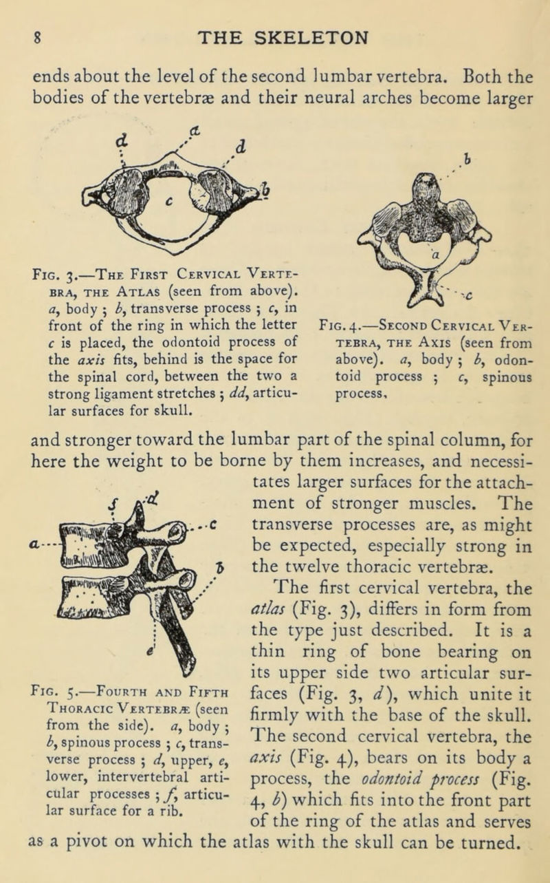 ends about the level of the second lumbar vertebra. Both the bodies of the vertebrae and their neural arches become larger Fig. 3.—The First Cervical Verte- bra, THE Atlas (seen from above). a, body ; b, transverse process ; c, in front of the ring in which the letter c is placed, the odontoid process of the axh fits, behind is the space for the spinal cord, between the two a strong liganient Stretches ; dd, articu- lar surfaces for skull. h Fig. 4.—Second Cervical Ver- tebra, THE Axis (seen from above). a, body ; b, odon- toid process ; c, spinous process. .-•C a--- and stronger toward the lumbar part of the spinal column, for here the weight to be borne by them increases, and necessi- tates larger surfaces for the attach- ment of stronger muscles. The transverse processes are, as might be expected, especially strong in the twelve thoracic vertebras. The first cervical vertebra, the atlas (Fig. 3), differs in form from the type just described. It is a thin ring of bone bearing on its upper side two articular sur- faces (Fig. 3, ^), which unite it firmly with the base of the skull. The second cervical vertebra, the axis (Fig. 4), bears on its body a process, the odontoid process (Fig. 4, b) which fits into the front part of the ring of the atlas and serves Fig. 5.—Fourth and Fieth Thoracic Vertebr.« (seen from the side). a, body ; by spinous process ; c, trans- verse process ; d, upper, c, lower, intervertebral arti- cular processes ; f, articu- lar surface for a rib. as a pivot on which the atlas with the skull can be turned.