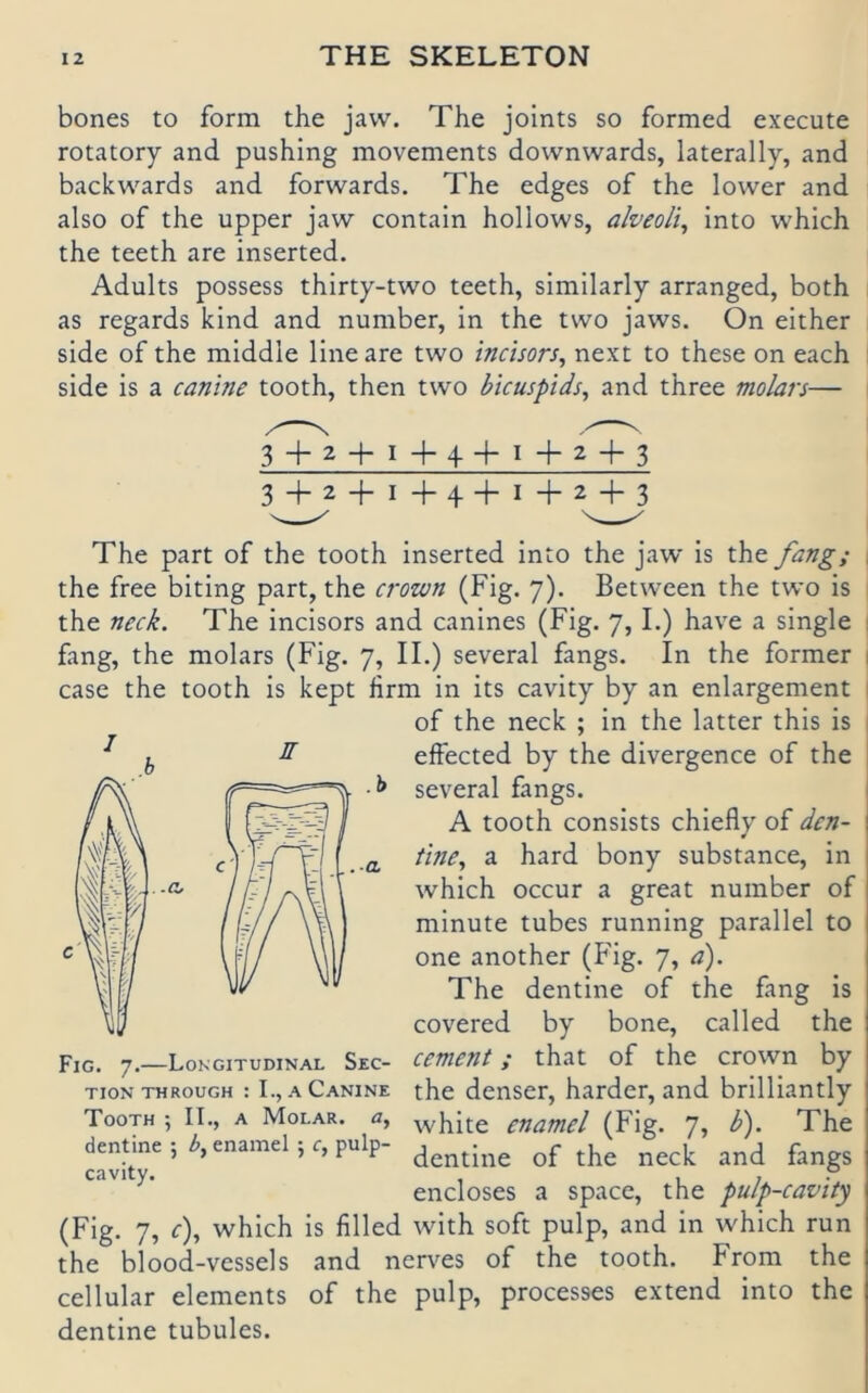 bones to form the javv. The joints so formed execute rotatory and pushing movements downwards, laterally, and backwards and forwards. The edges of the lower and also of the upper jaw contain hollows, alveoli^ into which the teeth are inserted. Adults possess thirty-two teeth, similarly arranged, both as regards kind and number, in the tvvo jaws. On either side of the middle line are two incisors, next to these on each side is a canine tooth, then two bicuspids, and three molars— 3+2+I+4+I+2+3 + I + 4 + I + 2^^3 The part of the tooth inserted into the jaw is the fang; the free biting part, the crown (Fig. 7). Between the two is the neck. The incisors and canines (Fig. 7,1.) have a single fang, the molars (Fig. 7, II.) several fangs. In the formet case the tooth is kept firm in its cavity by an enlargement of the neck ; in the latter this is ^ effected by the divergence of the several fangs. A tooth consists chiefly of den- t'me, a hard bony substance, in which occur a great number of minute tubes running parallel to one another (Fig. 7, a). The dentine of the fang is covered by bone, called the cement; that of the crown by the denser, harder, and brilliantly white enamel (Fig. 7, b). The dentine of the neck and fangs encloses a space, the pulp-cavity (Fig. 7, r), which is filled with soft pulp, and in which run the blood-vessels and nerves of the tooth. From the cellular elements of the pulp, processes extend into the dentine tubules. -O. Fig. 7.—Longitudinal Sec- TION THROUGH : I., A CaNINE Tooth ; II., a Molar, a, dentine •, Z>, enamel ; f, pulp- cavity.