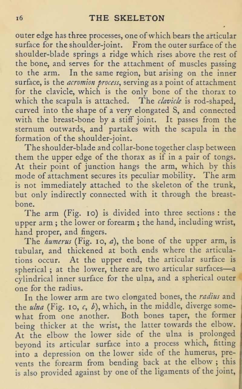 outer edge has three processes, one of which bears the articular surface for the shoulder-joint. From the outer surface of the shoulder-blade sprlngs a ridge which rises above the rest of the bone, and serves for the attachment of muscles passing to the arm. In the same region, but arlsing on the inner surface, is the acromion process, serving as a point of attachment for the clavicle, which is the only bone of the thorax to which the scapula is attached. The clavicle is rod-shaped, curved into the shape of a very elongated S, and connected with the breast-bone by a stiff joint. It passes from the Sternum outwards, and partakes with the scapula in the formation of the shoulder-joint. The shoulder-blade and collar-bone together clasp between them the upper edge of the thorax as if in a pair of tongs. At their point of junction hangs the arm, which by this mode of attachment secures its peculiar mobility. The arm is not immediately attached to the skeleton of the trunk, but only indirectly connected with it through the breast- bone. The arm (Fig. lo) is divided into three sections : the upper arm ; the lower or forearm ; the hand, including wrist, hand proper, and fingers. The humerus (Fig. lo, a\ the bone of the upper arm, is tubulär, and thickened at both ends where the articula- tions occur. At the upper end, the articular surface is spherical ; at the lower, there are two articular surftces—a cylindrical inner surface for the ulna, and a spherical outer one for the radius. In the lower arm are two elongated bones, the radius and the ulna (Fig. lO, r, ^), which, in the middle, diverge some- what from one another. Both bones taper, the former being thicker at the wrist, the latter towards the elbow. At the elbow the lower side of the ulna is prolonged beyond its articular surface into a process which, fitting into a depression on the lower side of the humerus, pre- vents the forearm from bending back at the elbow ; this is also provided against by one of the llgaments of the joint.