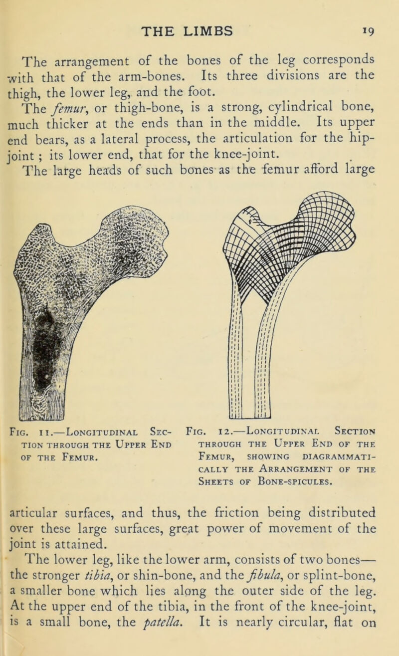 The arrangement of the bones of the leg corresponds with that of the arm-bones. Its three divisions are the thigh, the lower leg, and the foot. The femur, or thigh-bone, is a strong, cylindrical bone, much thicker at the ends than in the middle. Its upper end bears, as a lateral process, the articulation for the hip- joint ; its lower end, that for the knee-joint. The large heads of such bones as the femur aftbrd large Fig. II.—Longitudinal Sec- TION THROUGH THE UpPER EnD OF THE Femur. Fig. 12.—Longitudinal Section THROUGH THE UpPER EnD OF THE Femur, showing diagrammati- CALLY THE ARRANGEMENT OF THE Sheets of Bone-spicules. articular surfaces, and thus, the friction being distributed over these large surfaces, great power of movement of the joint is attained. The lower leg, like the lower arm, consists of two bones— the stronger iibia, or shin-bone, and the fibula^ or splint-bone, a smaller bone which lies along the outer side of the leg. At the upper end of the tibia, in the front of the knee-joint, is a small bone, the patella. It is nearly circular, flat on