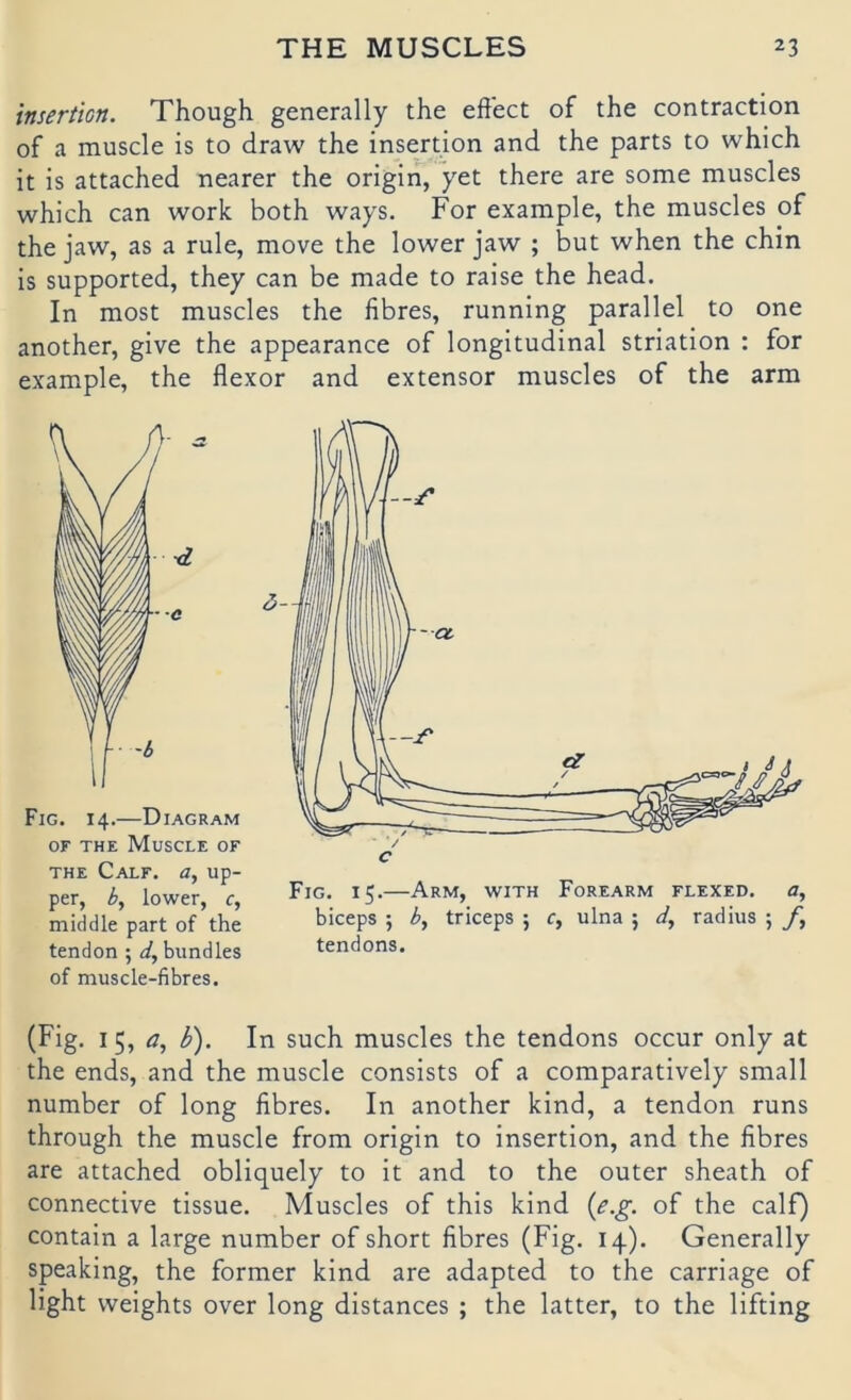 Insertion. Though generally the eft'ect of the contraction of a muscle is to draw the insertion and the parts to which it is attached nearer the origin, yet there are some muscles which can work both ways. For exaraple, the muscles of the jaw, as a rule, move the lower jaw ; but when the chin is supported, they can be made to raise the head. In most muscles the fibres, running parallel to one another, give the appearance of longitudinal striation : for example, the flexor and extensor muscles of the arm of muscle-fibres. (Fig. I 5, <7, b'). In such muscles the tendons occur only at the ends, and the muscle consists of a comparatively small number of long fibres. In another kind, a tendon runs through the muscle from origin to insertion, and the fibres are attached obliquely to it and to the outer sheath of connective tissue. Muscles of this kind {e.g. of the calf) contain a large number of short fibres (Fig. 14). Generally speaking, the formet kind are adapted to the carriage of light weights over long distances ; the latter, to the lifting