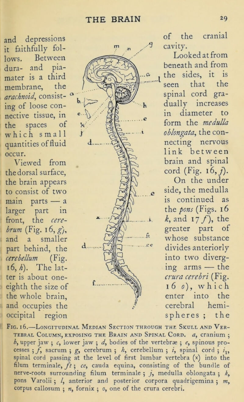 and depressions it faithfully fol- lows. Between dura- and pia- mater is a third membrane, the arachnoid, consist- “ ing of loose con- nectlve tissue, in the spaces of w h i c h small quantlties offluid occur. Viewed from the dorsal surface, the brain appears to consist of two main parts — a larger part in front, the cere- brum (Fig. 16, ^), and a smaller part behind, the cere bellum (Fig. \6, h). The lat- ter is about one- eighth the size of the whole brain, and occupies the occipital region of the cranial cavity. Loolcedatfrom beneath and from the sides, it is seen that the spinal cord gra- dually increases in diameter to form the medulla oblongata, the con- necting nervous link between brain and spinal cord (Fig. i6,y). On the under side, the medulla is continued as the pons (Figs. 16 k, and 17 _/'), the greater part of whose substance divides anteriorly into two diverg- ing arms — the crura cerebn (Fig. 16 0), which enter into the cerebral hemi- spheres ; the Fig. 16.—Longitudinal Median Section through the Skull and Ver- tebral CoLUMN, exposing THE Brain AND SpiNAL CoRD. a, cranium ; b, Upper jaw ; c, lower jaw ; d, bodies of the vertebrae ; e, spinous pro- cesses ; f, sacrum ; g, cerebrum ; //, cerebellum ; /, spinal cord ; spinal cord passing at the level of first lumbar vertebra (x) into the filum terminale, yV; cc, cauda equina, consisting of the bündle of nerve-roots surrounding filum terminale ; j, medulla oblongata ; ky pons Varolii ; /, anterior and posterior corpora quadrigemina; w, Corpus callosum 5 «, fornix ; 0, one of the crura cerebri.