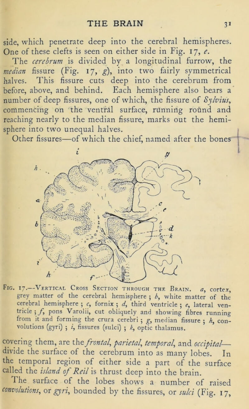 side, which penetrate deep into the cerebral hemispheres. One of these clefts is seen on either side in Fig, 17, e. The cerebrum is divided by a longitudinal furrow, the median fissure (Fig. 17, ^), into two fairly symmetrical halves. This fissure cuts deep into the cerebrum from before, above, and behind. Fach hemisphere also bears a number of deep fissures, one of which, the fissure of Sylvius, commencing on 'the ventral surface, running roünd and reaching nearly to the median fissure, marks out the hemi- sphere into two unequal halves, Other fissures—of which the chief, named after the bones Fig. 17.—Vertical Cross Section through the Rrain. a, cortex, grey matter of the cerebral hemisphere ; b, white matter of the cerebral hemisphere ; c, fornix ; d, third ventricle ; e, lateral ven- tricle ; y, pons Varolii, cut obliquely and showing fibres running from it and forming the crura cerebri ; g, median fissure ; h, con- volutions (gyri) ; /, fissures (sulci) ; k, optic thalamus. covering them, are the frontal, parietal, temporal, and occipital— divide the surface of the cerebrum into as many lobes. In the temporal region of either side a part of the surface called the island of Reil is thrust deep into the brain. The surfilce of the lobes shows a number of raised convolutions, ox gyri, bounded by the fissures, or sulci (Fig. 17,