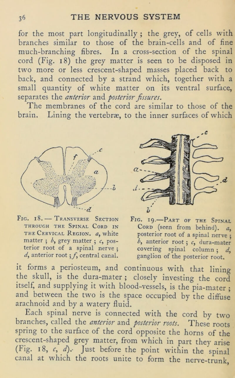 for the most part longitudlnally ; the grey, of cells with branches similar to those of the brain-cells and of fine much-branchlng fibres. In a cross-section of the spinal cord (Flg. i8) the grey matter is seen to be disposed in two more or less crescent-shaped masses placed back to back, and connected by a Strand which, together with a small quantity of white matter on its ventral surface, separates the anterior and posterior fissures. The membranes of the cord are similar to those of the brain. Lining the vertebral, to the inner surfaces of which Fig. i8. — Transverse Section THROUGH THE SpiNAL CoRD IN THE Cervical Region, a, white matter 5 grey matter ; r, pos- terior root of a spinal nerve ; dy anterior root j/, central canal. Fig. 19.—Part of the Spinal Cord (seen from behind). a, posterior root of a spinal nerve j b, anterior root ; c, dura-mater covering spinal column ; d., ganglion of the posterior root. it forms a periosteum, and continuous with that lining the skull, is the dura-mater ; closely investing the cord itself, and supplying it with blood-vessels, is the pia-mater ; and between the two is the space occupied by the difiuse arachnoid and by a watery fluid. Each spinal nerve is connected with the cord by two branches, called the anterior and posterior roots. These roots spring to the surface of the cord opposite the horns of the crescent-shaped grey matter, from which in part they arise (Fig. 18, c, d).- Just before the point within the spinal canal at which the roots unite to form the nerve-trunk,