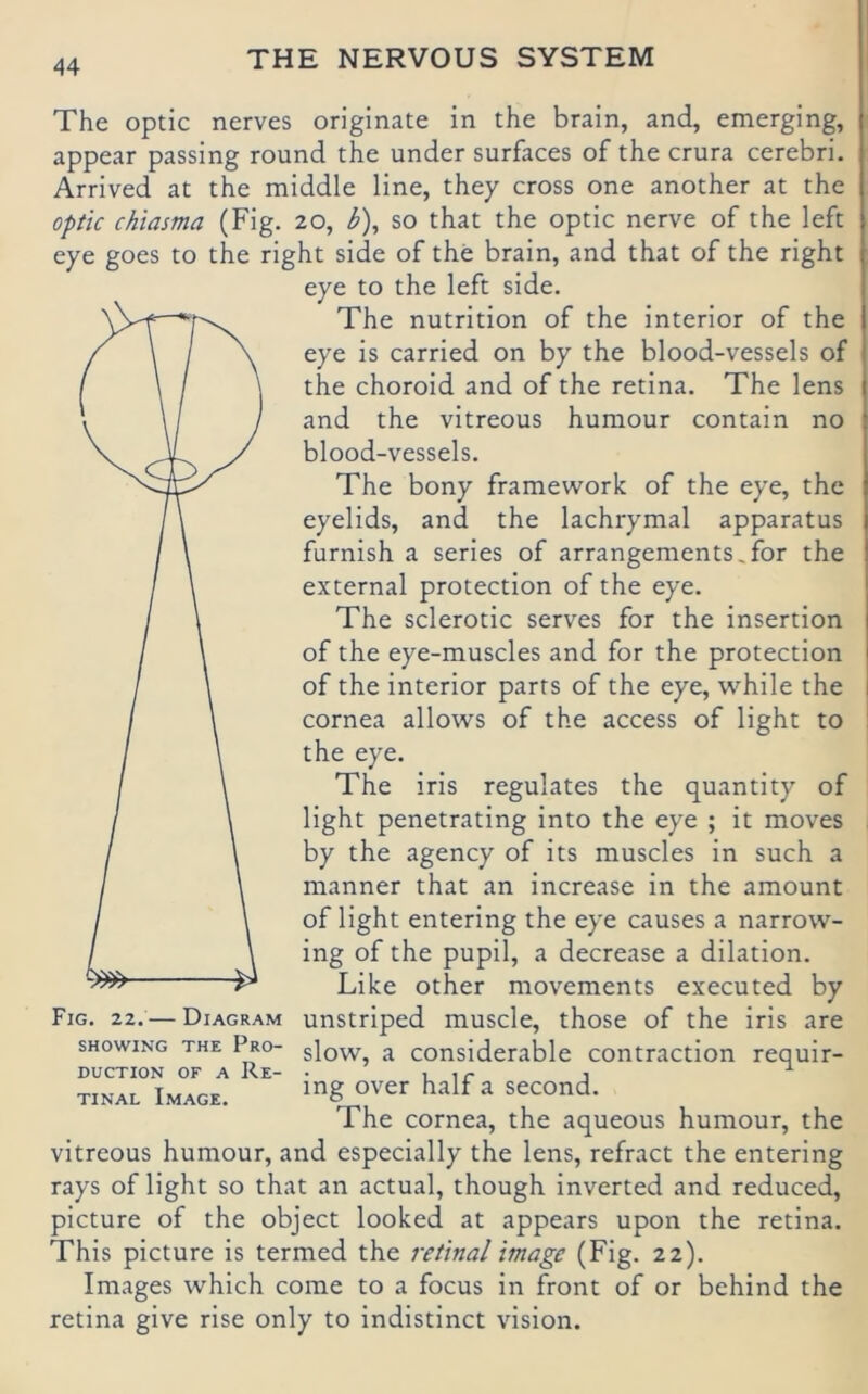 The optic nerves originate in the brain, and, emerging, appear passing round the under surfaces of the crura cerebri. Arrived at the middle line, they cross one another at the optic chiasma (Fig. 20, b\ so that the optic nerve of the left eye goes to the right side of the brain, and that of the right eye to the left side. The nutrition of the interior of the eye is carried on by the blood-vessels of the choroid and of the retina. The lens and the vitreous humour contain no blood-vessels. The bony framework of the eye, the eyelids, and the lachrymal apparatus furnish a series of arrangements,for the external protection of the eye. The sclerotic serves for the insertion of the eye-muscles and for the protection of the interior parts of the eye, while the cornea allows of the access of light to 1 the eye. The iris regulates the quantity of light penetrating into the eye ; it moves by the agency of its muscles in such a manner that an increase in the amount of light entering the eye causes a narrovv- ing of the pupil, a decrease a dilation. Like other movements executed by Fig. 22. — Diagram unstriped muscle, those of the iris are sHowiNG THE 1^0- slow, a considerable contraction requir- DUCTION OF A Re- • i 1 TINAL Image. mg over half a second. The cornea, the aqueous humour, the vitreous humour, and especially the lens, refract the entering rays of light so that an actual, though inverted and reduced, picture of the object looked at appears upon the retina. This picture is termed the retinal image (Fig. 22). Images which come to a focus in front of or behind the retina give rise only to indistinct vision.