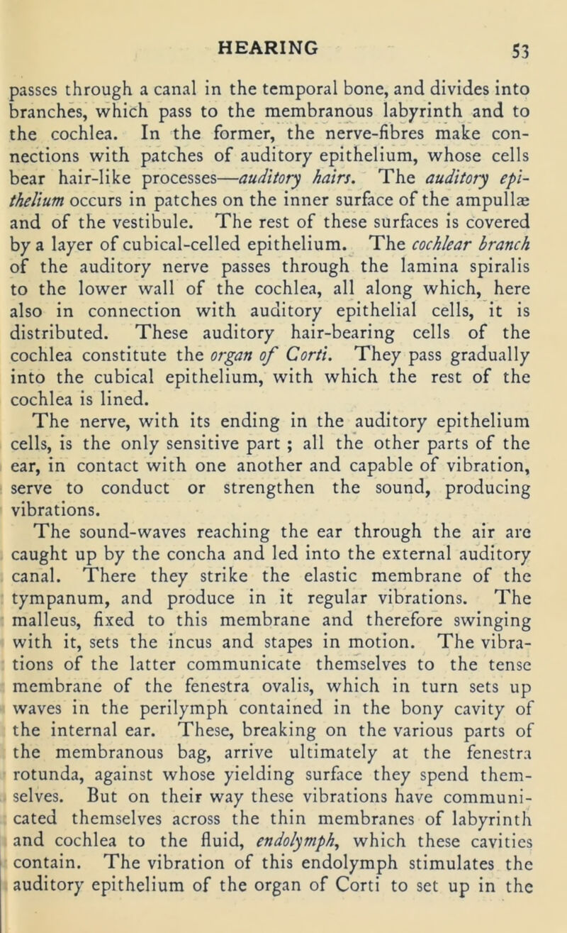 passcs through a canal in the temporal bone, and divides into branches, which pass to the membranous labyrinth and to the cochlea. In the Former, the nerve-fibres make Con- nections with patches of auditory epithelium, whose cells bear hair-like processes—auditory hairs. The auditory epi- thelium occurs in patches on the inner surface of the ampullas and of the Vestibüle. The rest of these surfaces is covered by a layer of cubical-celled epithelium. The cochlear brauch of the auditory nerve passes through the lamina spiralis to the lower wall of the cochlea, all along which, here also in connection with auditory epithelial cells, it is distributed. These auditory hair-bearing cells of the cochlea constitute the organ of Corti. They pass gradually into the cubical epithelium, with which the rest of the cochlea is lined. The nerve, with its ending in the auditory epithelium cells, is the only sensitive part ; all the other parts of the ear, in contact with one another and capable of Vibration, serve to conduct or strengthen the sound, producing vibrations. The sound-waves reaching the ear through the air are caught up by the concha and led into the external auditory canal. There they strike the elastic membrane of the tympanum, and produce in it regulär vibrations. The malleus, fixed to this membrane and therefore swinging with it, sets the incus and stapes in motion. The vibra- tions of the latter communicate therhselves to the tense membrane of the fenestra ovalis, which in turn sets up waves in the perilymph contained in the bony cavity of the internal ear. These, breaking on the various parts of the membranous bag, arrive ultimately at the fenestra rotunda, against whose yielding surface they spend them- selves. But on their way these vibrations have communi- cated themselves across the thin membranes of labyrinth and cochlea to the fluid, endolymph, which these cavities contain. The Vibration of this endolymph stimulates the auditory epithelium of the organ of Corti to set up in the
