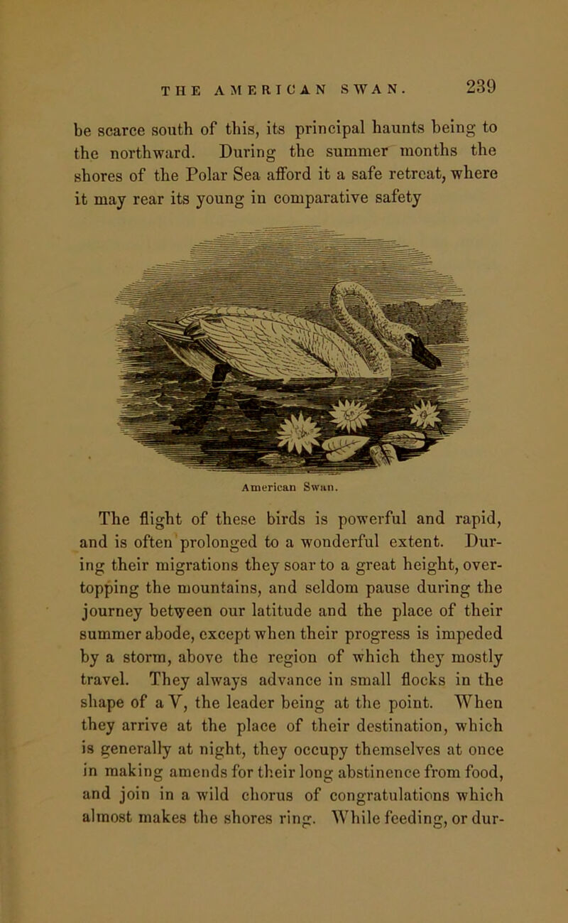 THE AMERICAN SWAN be scarce south of this, its principal haunts being to the northward. During the summer months the shores of the Polar Sea afford it a safe retreat, where it may rear its young in comparative safety American Swun. The flight of these birds is powerful and rapid, and is often prolonged to a wonderful extent. Dur- ing their migrations they soar to a great height, over- topping the mountains, and seldom pause during the journey between our latitude and the place of their summer abode, except when their progress is impeded by a storm, above the region of which they mostly travel. They always advance in small flocks in the shape of a V, the leader being at the point. When they arrive at the place of their destination, which is generally at night, they occupy themselves at once in making amends for their long abstinence from food, and join in a wild chorus of congratulations which almost makes the shores ring. While feeding, or dur-