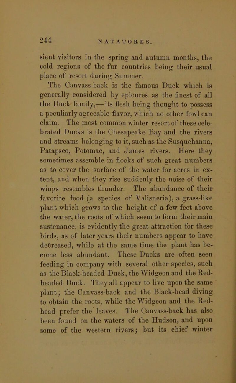 Blent visitors in the spring and autumn months, the cold regions of the fur countries being their usual place of resort during Summer. The Canvass-back is the famous Duck which is generally considered by epicures as the finest of all the Duck family,— its flesh being thought to possess a peculiarly agreeable flavor, which no other fowl can claim. The most common winter resort of these cele- brated Ducks is the Chesapeake Bay and the rivers and streams belonging to it, such as the Susquehanna, Patapsco, Potomac, and James rivers. Here they sometimes assemble in flocks of such great numbers as to cover the surface of the water for acres in ex- tent, and when they rise suddenly the noise of their wings resembles thunder. The abundance of their favorite food (a species of Valisneria), a grass-like plant which grows to the height of a few feet above the water, the roots of which seem to form their main sustenance, is evidently the great attraction for these birds, as of later years their numbers appear to have decreased, while at the same time the plant has be- come less abundant. These Ducks are often seen feeding in company with several other species, such as the Black-headed Duck, the Widgeon and the Red- headed Duck. They all appear to live upon the same plant; the Canvass-back and the Black-head diving to obtain the roots, while the Widgeon and the Red- head prefer the leaves. The Canvass-back has also been found on the waters of the Hudson, and upon Borne of the western rivers; but its chief winter