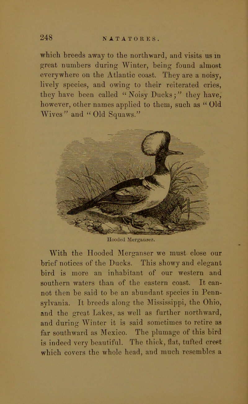 which breeds away to the nortliward, and visits us in great numbers during Winter, being found almost everywhere on the Atlantic coast. They are a noisy, lively species, and owing to their reiterated cries, they have been called “ Noisy Ducks; ” they have, however, other names applied to them, such as “ Old Wives” and “ Old Squaws.” Hooded Merganser. With the Hooded iMerganser we must close our brief notices of the Ducks. This showy and elegant bird is more an inhabitant of our western and southern waters than of the eastern coast. It can- not then be said to he an abundant species in Penn- sylvania. It breeds along the iMis.si.s.sippi, the Ohio, and the great Lakes, as well as further northward, and during Winter it is said sometimes to retire as far southward as Mexico. The plumage of this bird is indeed very beautiful. The thick, flat, tufted crest which covers the whole head, and much resembles a