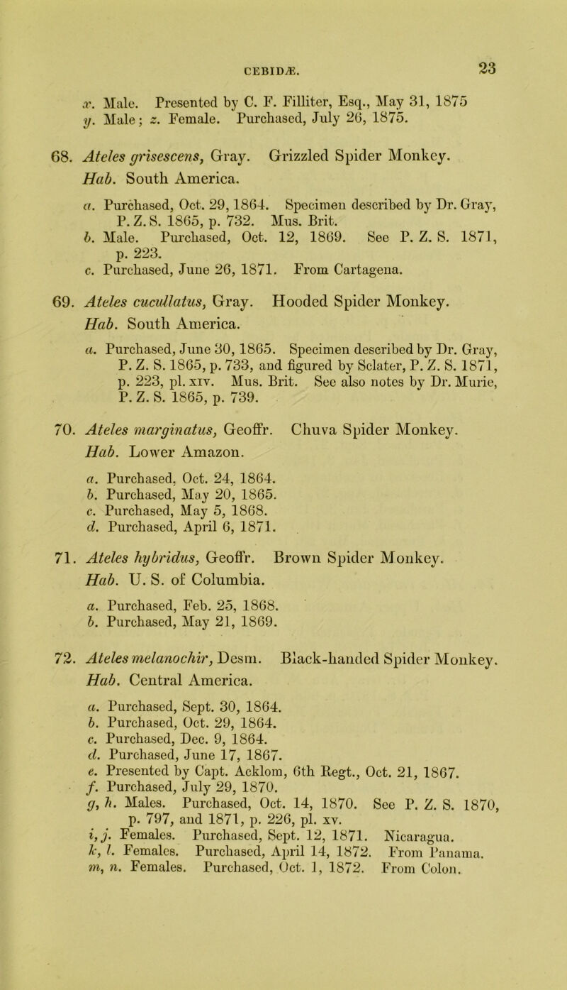 x. Male. Presented by C. F. Filliter, Esq., May 31, 1875 y. Male; Female. Purchased, July 20, 1875. 68. Ateles grisescens, Gray. Grizzled Spider Monkey. Hab. South America. a. Purchased, Oct. 29,1864. Specimen described by Dr. Gray, P. Z. S. 1865, p. 732. Mus. Brit. b. Male. Purchased, Oct. 12, 1869. See P. Z. S. 1871, p. 223. c. Purchased, Jime 26, 1871. From Cartagena. 69. Ateles cucidlatus, Gray. Hooded Spider Monkey. Hab. South America. a. Purchased, June 30,1865. Specimen described by Dr. Gray, P. Z. S. 1865, p. 733, and figured by Sclater, P. Z. S. 1871, p. 223, pi. xiy. Mus. Brit. See also notes by Dr. Murie, P. Z. S. 1865, p. 739. 70. Ateles marginatus, GeofFr. Chuva Spider Monkey. Hab. Lower Amazon. a. Purchased, Oct. 24, 1864. b. Purchased, May 20, 1865. c. Purchased, May 5, 1868. d. Purchased, April 6, 1871. 71. Ateles hybridus, GeofFr. Brown Spider Monkey. Hab. U. S. of Columbia. a. Purchased, Feb. 25, 1868. b. Purchased, May 21, 1869. 72. Ateles melanochir, Desm. Black-handed Spider Monkey. Hab. Central America. a. Purchased, Sept. 30, 1864. b. Purchased, Oct. 29, 1864. c. Purchased, Dec. 9, 1864. d. Purchased, June 17, 1867. e. Presented by Capt. Acklora, 6th Begt., Oct. 21, 1867. f. Purchased, July 29, 1870. <7, b. Males. Purchased, Oct. 14, 1870. See P. Z. S. 1870, p. 797, and 1871, p. 226, pi. xv. i,j. Females. Purchased, Sept. 12, 1871. Nicaragua. Ic, l. Females. Purchased, April 14, 1872. From Panama, m, n. Females. Purchased, Oct. 1, 1872. From Colon.