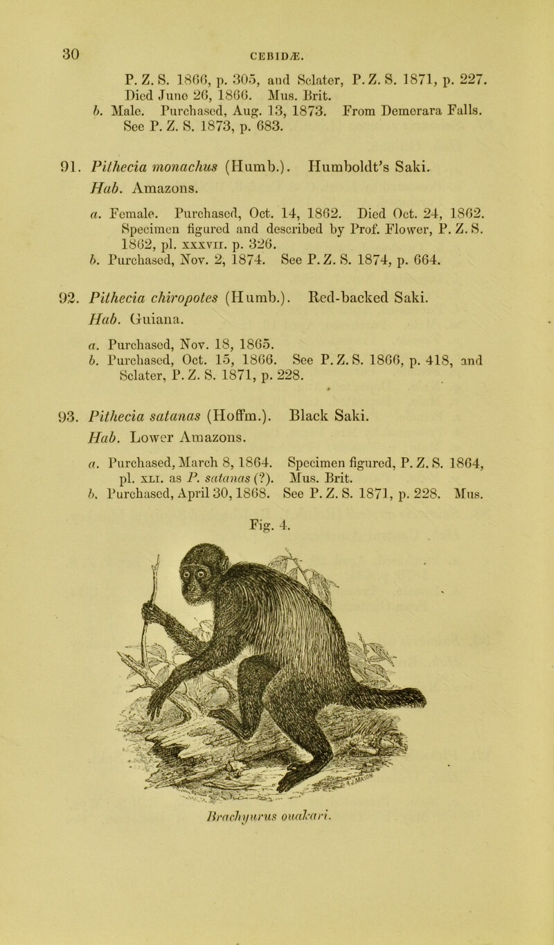 P. Z. S. 1866, p. 305, and Sclater, P.Z. S. 1871, p. 227. Died Juno 26, 1866. Mus. Brit. b. Male. Purchased, Aug. 13, 1873. From Demorara Falls. See P. Z. S. 1873, p. 683. 91. Pithecia monaclius (Plumb.). Humboldt’s Saki. Hab. Amazons. a. Female. Purchased, Oct. 14, 1862. Died Oct. 24, 1862. Specimen figured and described by Prof. Flower, P. Z. S. 1862, pi. xxxvii. p. 326. b. Purchased, Nov. 2, 1874. See P.Z. S. 1874, p. 664. 92. Pithecia chiropotes (Plumb.). Reel-backed Saki. Hab. Guiana. а. Purchased, Nov. 18, 1865. б. Purchased, Oct. 15, 1866. See P.Z. S. 1866, p. 418, and Sclater, P. Z. S. 1871, p. 228. 93. Pithecia satanas (Hoffm.). Black Saki. Hab. Lower Amazons. a. Purchased, March 8, 1864. Specimen figured, P. Z. S. 1864, pi. xli. as P. satanas (?). Mus. Brit. b. Purchased, April 30,1868. See P. Z. S. 1871, p. 228. Mus. Fig. 4. Brachyurus oual•ari.