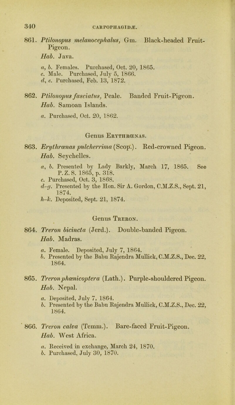 861. Ptilonopus melanocephalus, Gm. Black-headed Fruit- Pigeon. Hab. Java. a, b. Females. Purchased, Oct. 20, 1865. c. Male. Purchased, July 5, 1866. d, e. Purchased, Feb. 13, 1872. 862. Ptilonopus fasciatus, Peale. Banded Fruit-Pigeon. Hab. Samoan Islands. a. Purchased, Oct. 20, 1862. Genus Erythroenas. 863. Erythroenaspulcherrima (Scop.). Bed-crowned Pigeon. Hab. Seychelles. a, b. Presented by Lady Barkly, March 17, 1865. See P.Z. S. 1865, p. 318. c. Purchased, Oct. 3, 1868. d-y. Presented by the Hon. Sir A. Gordon, C.M.Z.S., Sept. 21, 1874. li-lc. Deposited, Sept. 21, 1874. Genus Treron. 864. Treron bicincta (Jerd.). Double-banded Pigeon. Hab. Madras. a. Female. Deposited, July 7, 1864. b. Presented by the Babu Bajendra Mnllick, C.M.Z.S., Dec. 22, 1864. 865. Treronphcenicoptera (Lath.). Purple-shouldered Pigeon. Hab. Nepal. a. Deposited, July 7, 1864. b. Presented by the Babu Bajendra Mullick, C.M.Z.S., Dec. 22, 1864. 866. Treron calva (Temm.). Bare-faced Fruit-Pigeon. Hab. West Africa. a. Deceived in exchange, March 24, 1870. b. Purchased, July 30, 1870.