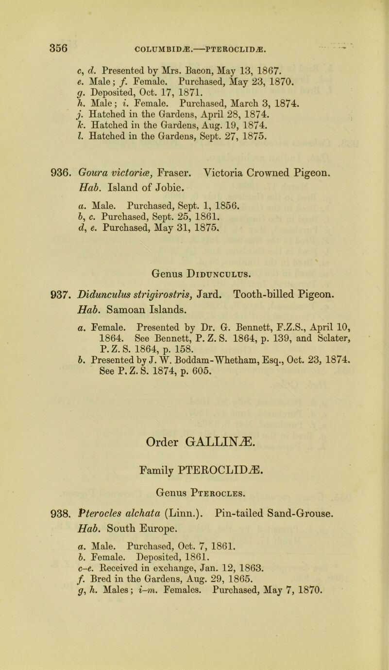 c, cl. Presented by Mrs. Bacon, May 13, 1867. e. Male; /. Female. Purchased, May 23, 1870. g. Deposited, Oct. 17, 1871. h. Male; i. Female. Purchased, March 3, 1874. j. Hatched in the Gardens, April 28, 1874. Tc. Hatched in the Gardens, Aug. 19, 1874. 1. Hatched in the Gardens, Sept. 27, 1875. 936. Goura victoria*, Fraser. Victoria Crowned Pigeon. Hab. Island of Jobie. а. Male. Purchased, Sept. 1, 1856. б, c. Purchased, Sept. 25, 1861. d, e. Purchased, May 31, 1875. Genus Didunculus. 937. Didunculus strigirostris, Jard. Tooth-billed Pigeon. Hab. Samoan Islands. a. Female. Presented by Dr. G. Bennett, F.Z.S., April 10, 1864. See Bennett, P. Z. S. 1864, p. 139, and Sclater, P.Z.S. 1864, p. 158. b. Presented by J. W. Boddam-Whetham, Esq., Oct. 23, 1874. See P. Z. S. 1874, p. 605. Order GALLINiE. Family PTEPtOCLIDiE. Genus Pterocles. 938, Pterocles alchata (Linn.). Pin-tailed Sand-Grouse. Hab. South Europe. a. Male. Purchased, Oct. 7, 1861. b. Female. Deposited, 1861. c-e. Beceived in exchange, Jan. 12, 1863. /. Bred in the Gardens, Aug. 29, 1865. g, h. Males; i-m. Females. Purchased, May 7, 1870.