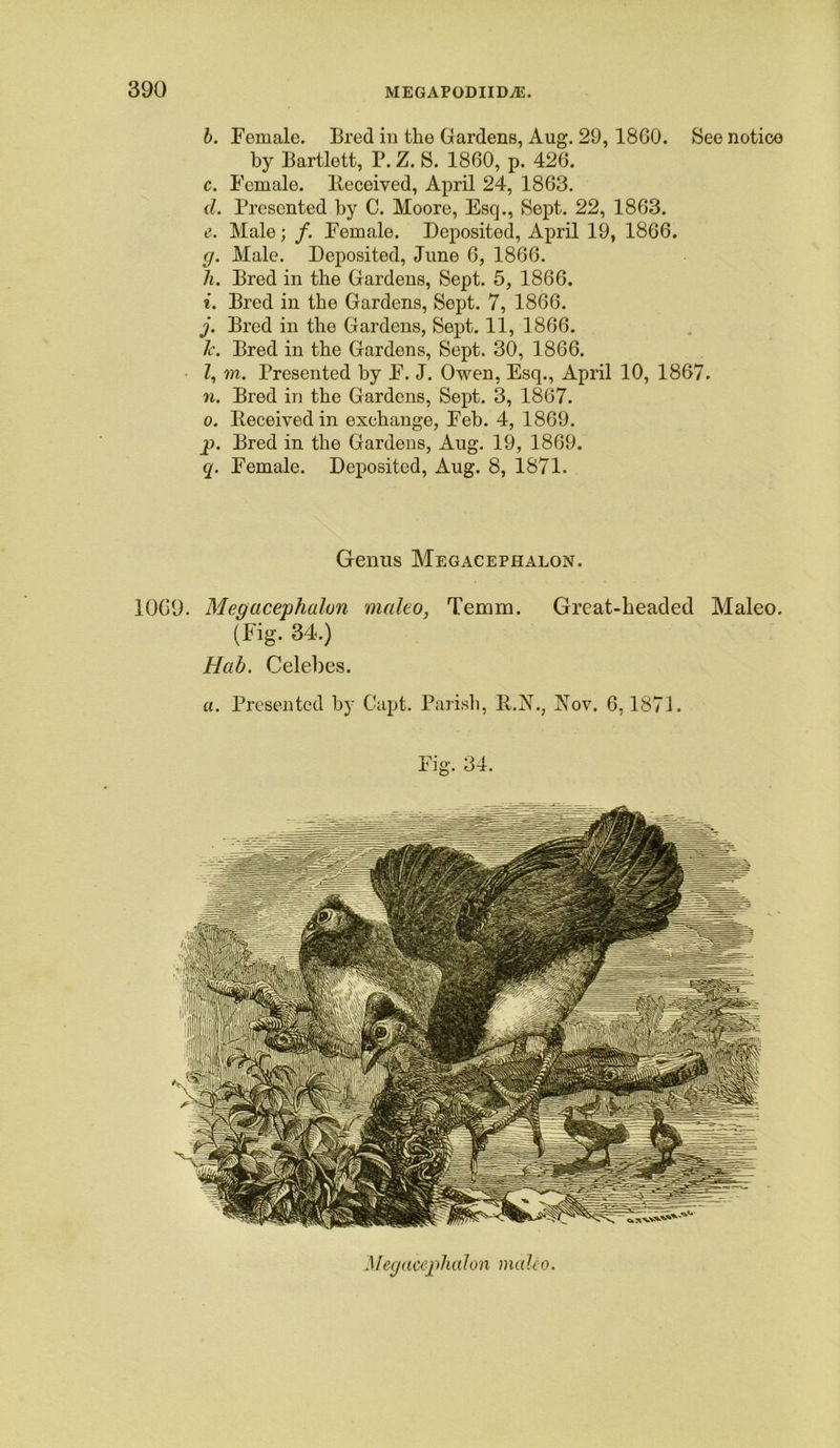 b. Female. Bred in the Gardens, Aug. 29,1860. See notice by Bartlett, P. Z. S. 1860, p. 426. c. Female, lleceived, April 24, 1863. d. Presented by C. Moore, Esq., Sept. 22, 1863. (?. Male; /. Female. Deposited, April 19, 1866. g. Male. Deposited, June 6, 1866. li. Bred in the Gardens, Sept. 5, 1866. i. Bred in the Gardens, Sept. 7, 1866. j. Bred in the Gardens, Sept. 11, 1866. lc. Bred in the Gardens, Sept. 30, 1866. Z, m. Presented by F. J. Owen, Esq., April 10, 1867. n. Bred in the Gardens, Sept. 3, 1867. o. Deceived in exchange, Feb. 4, 1869. p. Bred in the Gardens, Aug. 19, 1869. q. Female. Deposited, Aug. 8, 1871. Genus Megacephalon. 1069. Megacephalon maleo, Temm. Great-headed Maleo. (Fig. 34.) Hab. Celebes. a. Presented by Capt. Parish, B.N., Nov. 6,1871. 34.