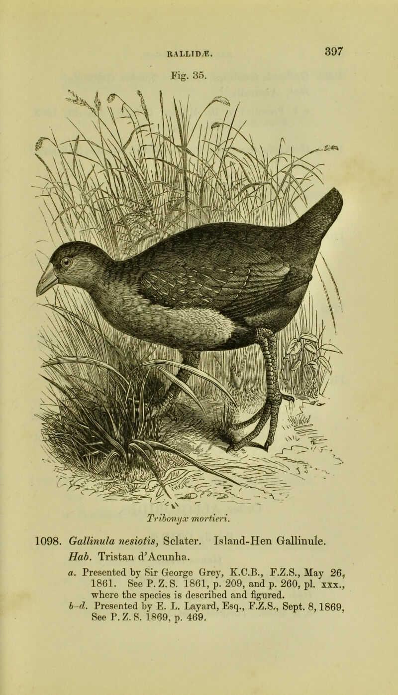 HA LLID JE» 39 7 Fig. 35. k ^ Tribonyx mortieri. 1098. Gallinula nesiotis, Sclater. Island-Hen Gallinule. Hab. Tristan d'Acunha. a. Presented by Sir George Grey, K.C.B., F.Z.S., May 26, 1861. See P. Z. S. 1861, p. 209, and p. 260, pi. xxx., where the species is described and figured. b-d. Presented by E. L. Layard, Esq., F.Z.S., Sept. 8,1869, See P.Z.S. 1869, p. 469.