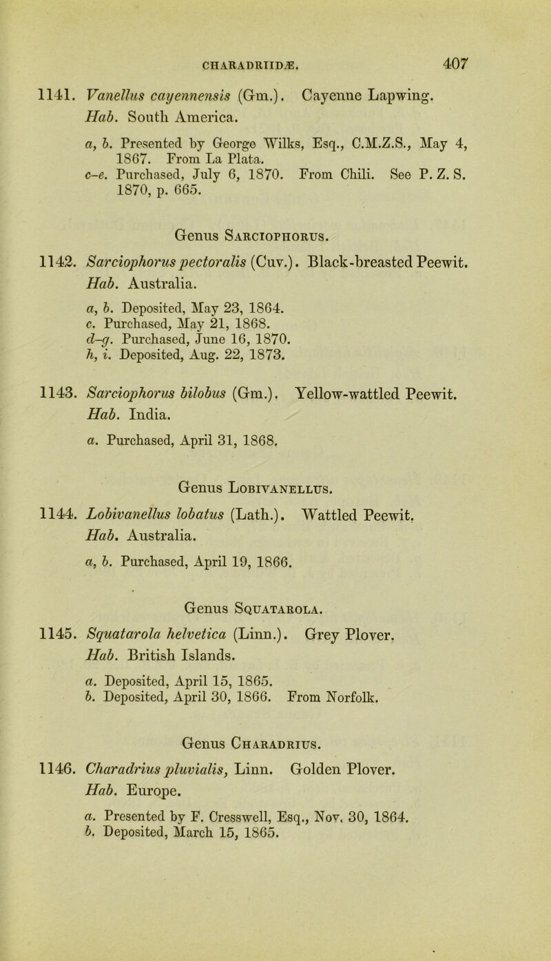 1141. Vanellus cayennensis (Gm.). Cayenne Lapwing. Hab. South America. a, b. Presented by George Wilks, Esq., C.M.Z.S., May 4, 1867. From La Plata. c-e. Purchased, July 6, 1870. From Chili. See P. Z. S. 1870, p. 665. Genns Sarciophorus. 1142. Sarciophorus pectoralis {Cuv.). Black-breasted Peewit. Hab. Australia. a, b. Deposited, May 23, 1864. c. Purchased, May 21, 1868. d-g. Purchased, June 16, 1870. h, i. Deposited, Aug. 22, 1873. 1143. Sarciophorus bilobus (Gm.), Yellow-wattled Peewit. Hab. India. a. Purchased, April 31, 1868, Genus Lobivanellus. 1144. Lobivanellus lobatus (Lath.). Wattled Peewit, Hab. Australia. a, b. Purchased, April 19, 1866. Genus Squatarola. 1145. Squatarola helvetica (Linn.). Grey Plover. Hab. British Islands. a. Deposited, April 15, 1865. b. Deposited, April 30, 1866. From Norfolk. Genus Charadrius. 1146. Charadrius pluvialis, Linn. Golden Plover. Hab. Europe. a. Presented by F. Cresswell, Esq., Nov. 30, 1864. b. Deposited, March 15, 1865.