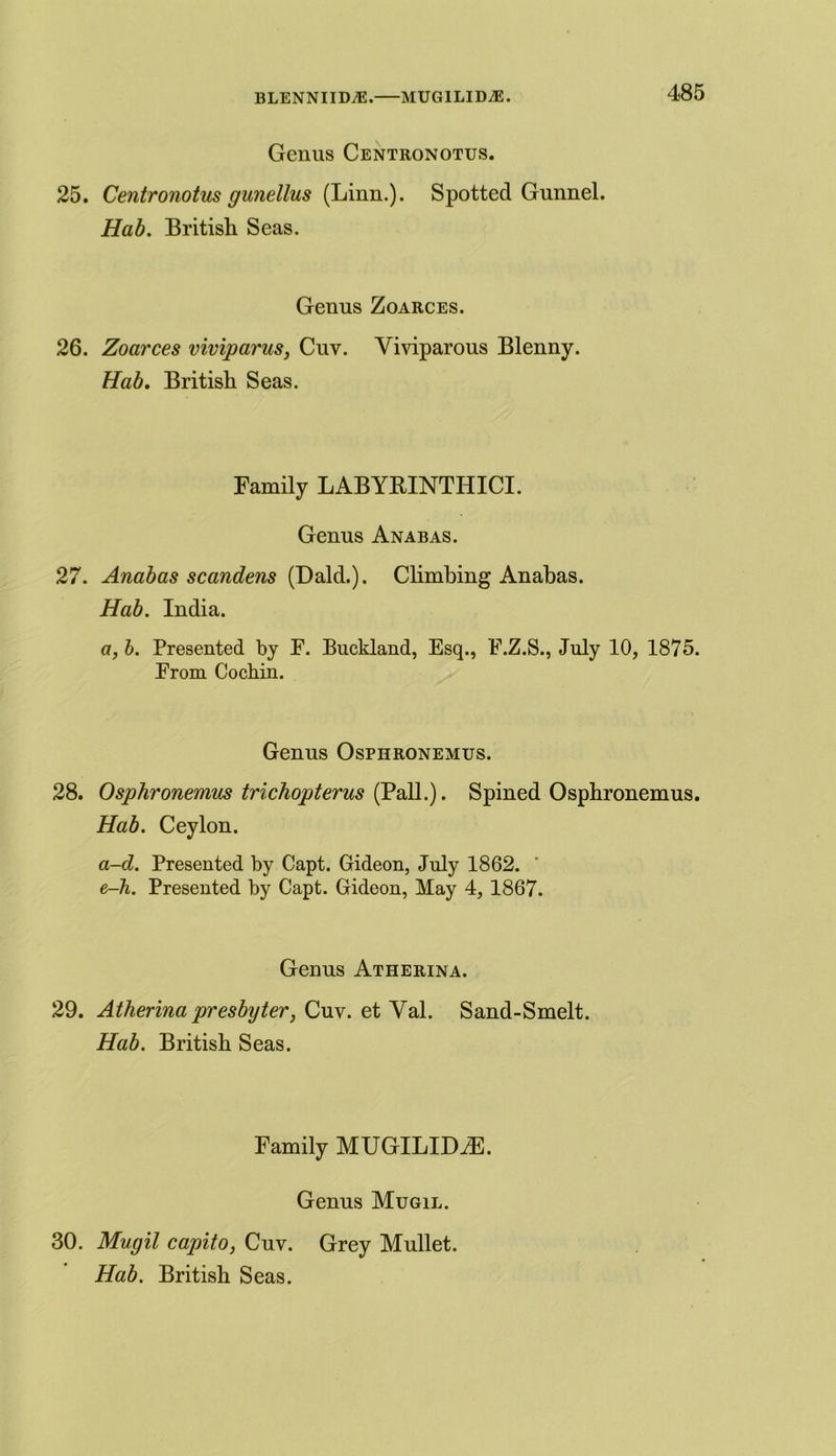 BLENNIIDA2. MUGILIDjE. Genus Centronotus. 25. Centronotus gunellus (Linn.). Spotted Gunnel. Hab. British Seas. Genus Zoarces. 26. Zoarces viviparus, Cuv. Viviparous Blenny. Hab. British Seas. Family LABYEINTHICI. Genus An abas. 27. Anabas scandens (Dald.). Climbing Anabas. Hab. India. a, b. Presented by F. Buckland, Esq., F.Z.S., July 10, 1875. From Cochin. Genus Osphronemus. 28. Osphronemus trichopterus (Pall.). Spined Osphronemus. Hab. Ceylon. a-d. Presented by Capt. Gideon, July 1862. ' e-h. Presented by Capt. Gideon, May 4, 1867. Genus Atherina. 29. Atherina presbyter, Cuv. et Val. Sand-Smelt. Hab. British Seas. Family MUGILIDiE. Genus Mugil. 30. Mugil capito, Cuv. Grey Mullet.