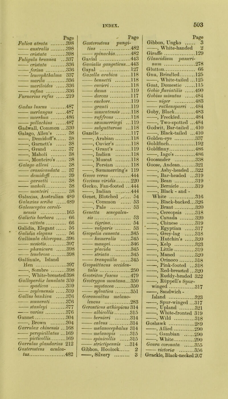 Pago Fulica a trot a 3V)S australis 398 ■ cristata 398 Fuligula brunnea ...337 cristata 333 fcrina 336 leucophthalma 337 marila 336 mariloidcs 336 rufina 336 Fumarius rufus 219 Gadus luscus 487 merlangus 487 morrhua 486 pollackius 487 Gadwall, Common ...330 Galago, Allen’s 38 , Demidoff’s 38 , Garnett’s 38 , Grand 37 , Maholi 38 , Monteiro’s 38 Galago alleni 38 crassicaudata ... 37 demidoffi 39 garnetti 38 maholi 38 monteiri 38 Galaxias, Australian 489 Galaxias scriba 489 Galeoscoptes caroli- nensis 165 Galictis barbara 66 vittata 66 Galidia, Elegant 56 Galidia elegans 56 Gallinula chloropus...396 nesiotis 397 phcenicura ...... 398 tenebrosa .398 Gallinule, Island Hen 397 , Sombre 398 , White-breasted 398 Galloperdix lunulata 359 spadicea 359 zeylonensis 359 Galius bankiva 376 sonnerati 376 Stanleyi 377 varius 376 Gannet 304 , Brown 304 Garrulax chinensis ...168 perspicillatus ... 169 picticollis 169 Garrulus glandarius 212 Gasterosteus aculea- tus 482 Tago Gasterosteus pungi- tius 482 spinachia 482 Gavial 443 Gavialis gangeticus.. .443 Gayal 127 Gazella arabica 118 bennetti 118 cuvieri 118 dama 119 dorcas 117 euchore 119 granti 119 muscatensis 118 rufifrons 118 scemmerrivgi ... 119 subgutturosa ... 118 Gazelle 117 , Arabian 118 , Cuvier’s 118 , Grant’s 119 , Indian 118 , Muscat 118 , Persian 118 , Soemmerring’s 119 Gecco verus 444 Gccinus viridis 220 Gecko, Fan-footed ...444 , Indian 444 Genet, Blotched 54 , Common 53 , Pale 53 Genetta senegalen- sis 53 tigrina 54 —— vulgaris 53 Geopelia cuneata 345 humeralis 345 maugei 346 placida 345 striata 345 tranquilla 345 Geopsittacus occiclen- talis ...250 Geotriton fuscus 479 Geotrygon montana...350 mystacea 350 sylvatica . 351 Geranoaetus melano- leucus 283 Geronticus cethiopicus 314 albicollis 315 bernieri 314 calvus 314 melanocephalus 314 melanopis 315 spinicollis 315 strictipennis ... 314 Gibbon, Hoolock 2 , Silvery 3 Page Gibbon, Ungko 3 —-—, White-handed 2 Giraffe 129 Glauddium passeri- num 278 Glutton 66 Gnu, Brindled 125 ■ , White-tailed ...125 Goat, Domestic 115 Gobio fluviatilis 490 Gobius minutus 484 niger 483 ruthensparri ...484 Goby, Black 483 , Freckled 484 , Two-spotted ...484 Godwit, Bar-tailed ...410 , Black-tailed ...410 Golden-eye 337 Goldfinch 192 Goldfinny 486 , Iago’s 486 Goosander 338 Goose, Andean 321 , Ashy-headed ...322 , Bar-headed ...319 , Bean ,....319 , Bernicle 319 , Black - and - White 316 , Black-backed...326 , Brant 320 , Cereopsis 318 , Canada 320 , Chinese 319 —-—, Egyptian 317 , Grey-lag 318 , Hutchin’s 320 , Kelp 323 , Little 319 , Maned 320 , Orinoco 318 , Pink-footed ...318 , Bed-breasted ...320 , Buddy-headed 322 , Biippell’s Spur- winged 317 , Sandwich - Island 323 , Spur-winged ...317 , Upland 321 , White-fronted 319 , Wild 318 Goshawk 289 , Allied 290 , Gambian 290 -—, White 290 Goura coronata ...... 355 victories 356 Grackle, Black-necked 207