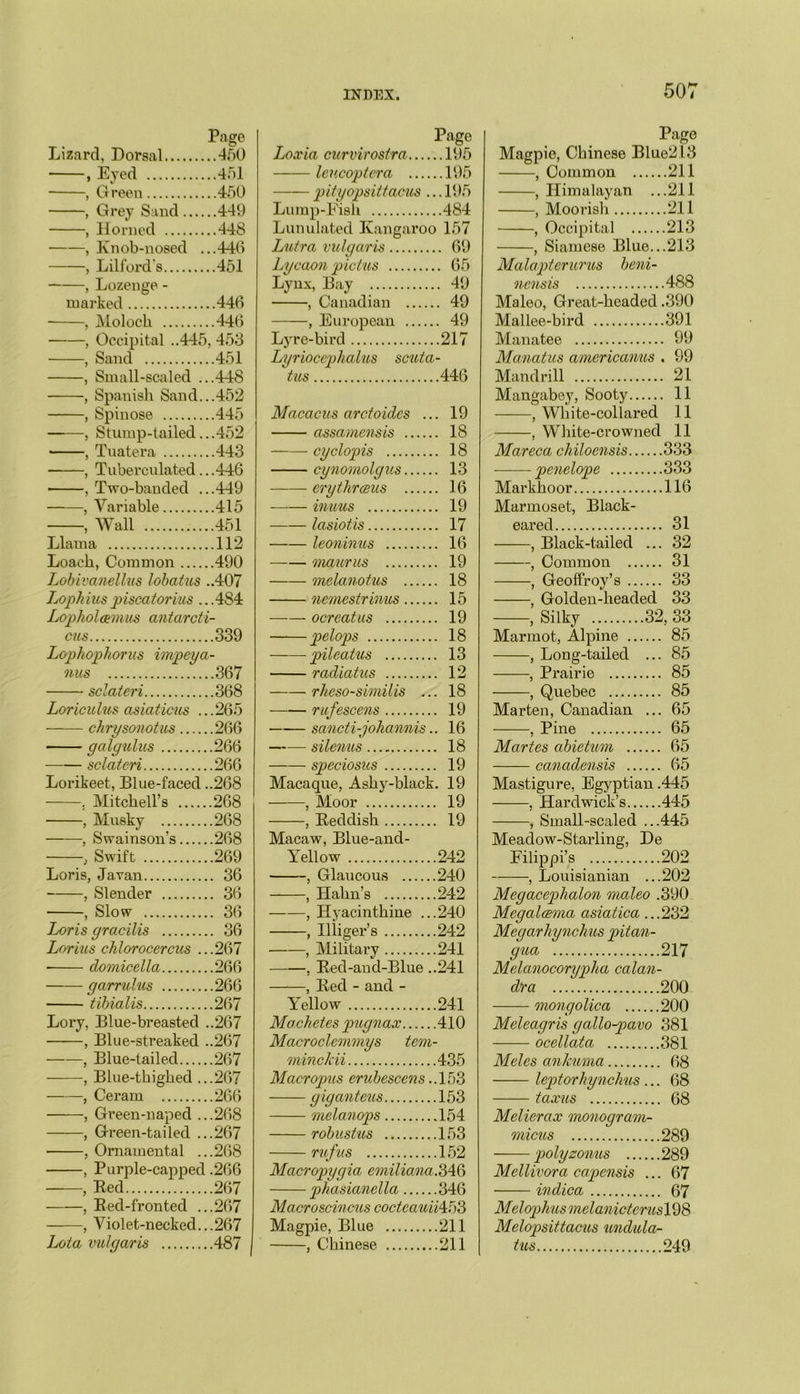 Page Lizard, Dorsal 460 , Eyed 461 , Green 460 , Grey Sand 449 , Horned 448 , Knob-nosed ...446 , Lilford's 451 , Lozenge - marked 446 , Moloch 446 , Occipital ..445, 453 , Sand 451 , Small-scaled ...448 , Spanish Sand...452 , Spinose 445 , Stump-tailed.. .452 , Tuatera 443 , Tuberculated.. .446 , Two-banded ...449 , Variable 415 , Wall 451 Llama 112 Loach, Common 490 Lobivanellus lobatus ..407 Lophius piscatorius .. .4S4 Lopholannus antarcti- cus 339 Lophopkorus impeya- nus 367 sclateri 368 Loriculus asiaticus ...265 chrysonotus 266 galgulus 266 sclateri 266 Lorikeet, Blue-faced ..268 . Mitchell’s 268 , Musky 268 , Swainson’s 268 , Swift 269 Loris, Javan 36 , Slender 36 , Slow 36 Loris gracilis 36 Lorius chlorocercus ...267 domicella 266 garrulus 266 tibialis 267 Lory, Blue-breasted ..267 —, Blue-streaked ..267 —, Blue-tailed 267 —, Blue-thighed ...267 —, Ceram 266 —, Green-naped ...268 —, Green-tailed ...267 —, Ornamental ...268 —, Purple-capped .266 , Red 267 , Red-fronted ...267 , Violet-necked...267 Lota vulgaris 487 Loxia curvirostra.... Page ..195 leucoptera .... 195 pityopsittacus . ..195 Lump-Fish ..484 Lunulated Kangaroo 157 Lutra vulgaris .. 69 Lycaon pictus .. 65 Lynx, Bay .. 49 , Canadian . 49 , European . 49 Lyre-bird .217 Lyriocephalus scuta tus .446 Macacus arctoidcs .. . 19 assamensis . 18 cyclopis . 18 cynomolgus . 13 erytlirceus . 16 inuus . 19 lasiotis . 17 leoninus . 16 maurus . 19 melanotus . 18 nemestrinus . 15 ocreatus . 19 pelops . 18 pileatus . 13 radiatus . 12 rhcso-similis .. . 18 rufescens . 19 sancti-johannis. . 16 silenus . 18 speciosus . 19 Macaque, Ashy-black. 19 , Moor . 19 , Reddish . 19 Macaw, Blue-and- A'ellow .242 , Glaucous .240 , Hahn’s .242 , Hyacinthine .. .240 , Illiger’s .242 , Military .241 , Red-and-Blue. .241 , Red - and - Yellow .241 Machetes pugnax .410 Macroclcmmys tern - minckii .435 Macropus erubescens. .153 giganteus .153 melanops .154 robustus 153 rufus 152 Macropygia emiliana/SMy phasianella 346 Macroscincus coctcauiiMiS Magpie, Blue 211 , Chinese 211 Page Magpie, Chinese Blue2l3 , Common 211 , Himalayan ...211 , Moorish 211 , Occipital 213 , Siamese Blue...213 Malapterurus beni- nensis 488 Maleo, Great-headed .390 Mallee-bird 391 Manatee 99 Manatus amcricanus . 99 Mandrill 21 Mangabey, Sooty 11 , White-collared 11 , White-crowned 11 Mareca chiloensis 333 -—— penelope 333 Markhoor 116 Marmoset, Black- eared 31 , Black-tailed ... 32 , Common 31 , Geoffroy’s 33 , Golden-headed 33 , Silky 32, 33 Marmot, Alpine 85 , Long-tailed ... 85 , Prairie 85 , Quebec 85 Marten, Canadian ... 65 , Pine 65 Maries abietum 65 canadensis 65 Mastigure, Egyptian .445 , Hardwick’s 445 , Small-scaled ...445 Meadow-Starling, De Filippi’s 202 , Louisianian ...202 Megacephalon maleo .390 Megalcema asiatica ...232 Megarliynchus pitan- gica 217 Melanocorypha calan- dra 200 mongolica 200 Meleagris gallo-pavo 381 ocellata 381 Melcs ankmna 68 leptorhynchus... 68 taxus 68 Melierax monogram- micus 289 polyzonus 289 Mellivora capensis ... 67 indica 67 Melophus me lanicterus 198 Melopsittacus undula- tus 249