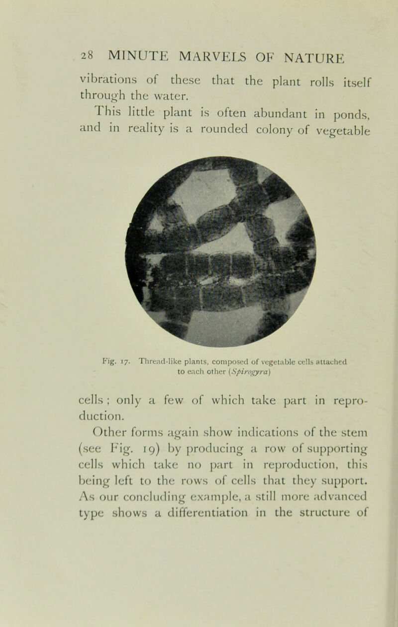 vibrations of these that the plant rolls itself through the water. This little plant is often abundant in ponds, and in reality is a rounded colony of vegetable Fig. 17. Thread-like plants, composed of vegetable cells attached to each other (Spirogyra) cells ; only a few of which take part in repro- duction. Other forms again show indications of the stem (see Fig. 19) by producing a row of supporting cells which take no part in reproduction, this being left to the rows of cells that they support. As our concluding example, a still more advanced type shows a differentiation in the structure of