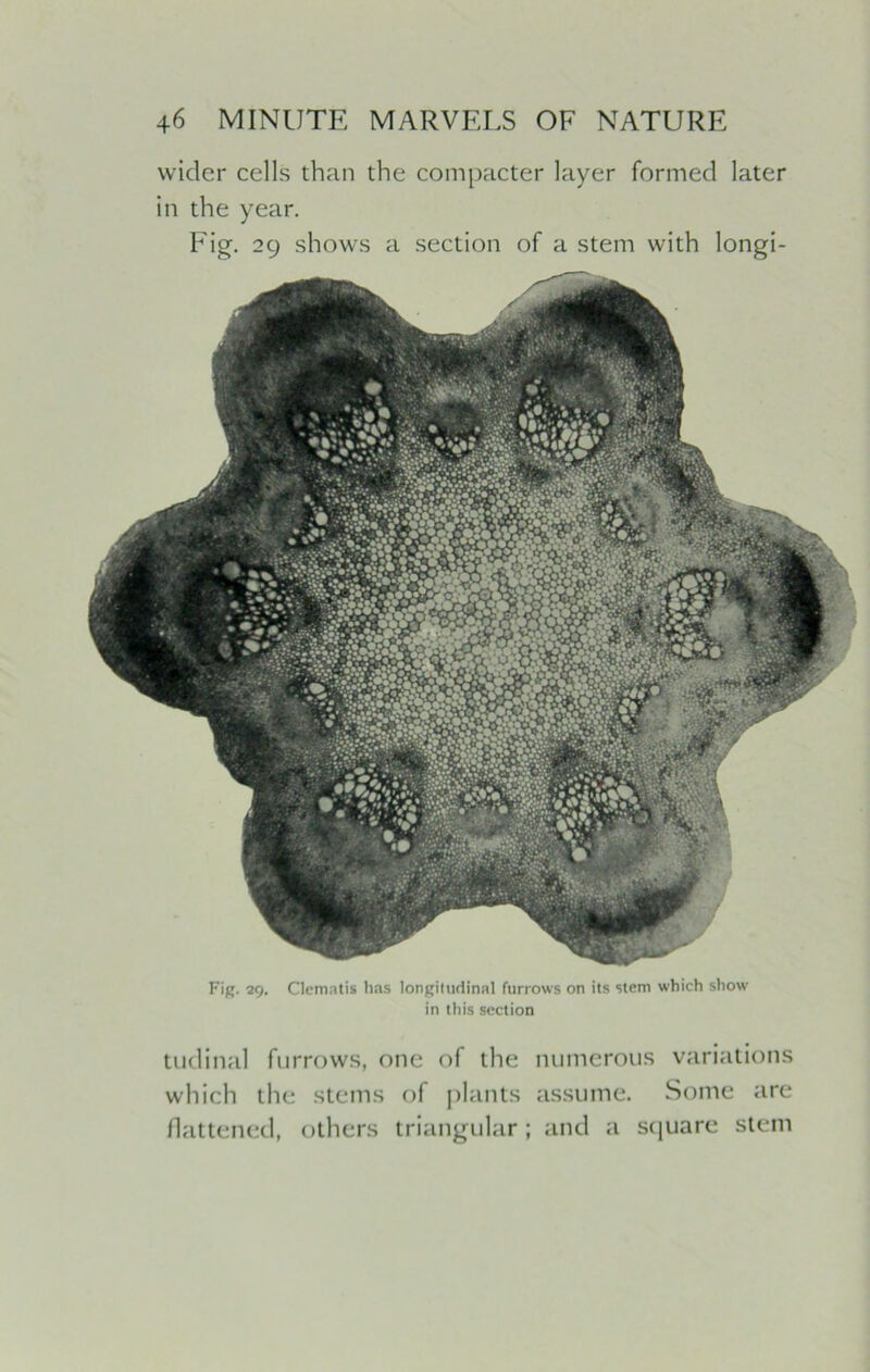 wider cells than the compacter layer formed later in the year. Fig. 29 shows a section of a stem with longi- Fig. 29. Clematis has longitudinal furrows on its stem which show in this section tudinal furrows, one of the numerous variations which the stems of plants assume. Some are flattened, others triangular; and a square stem