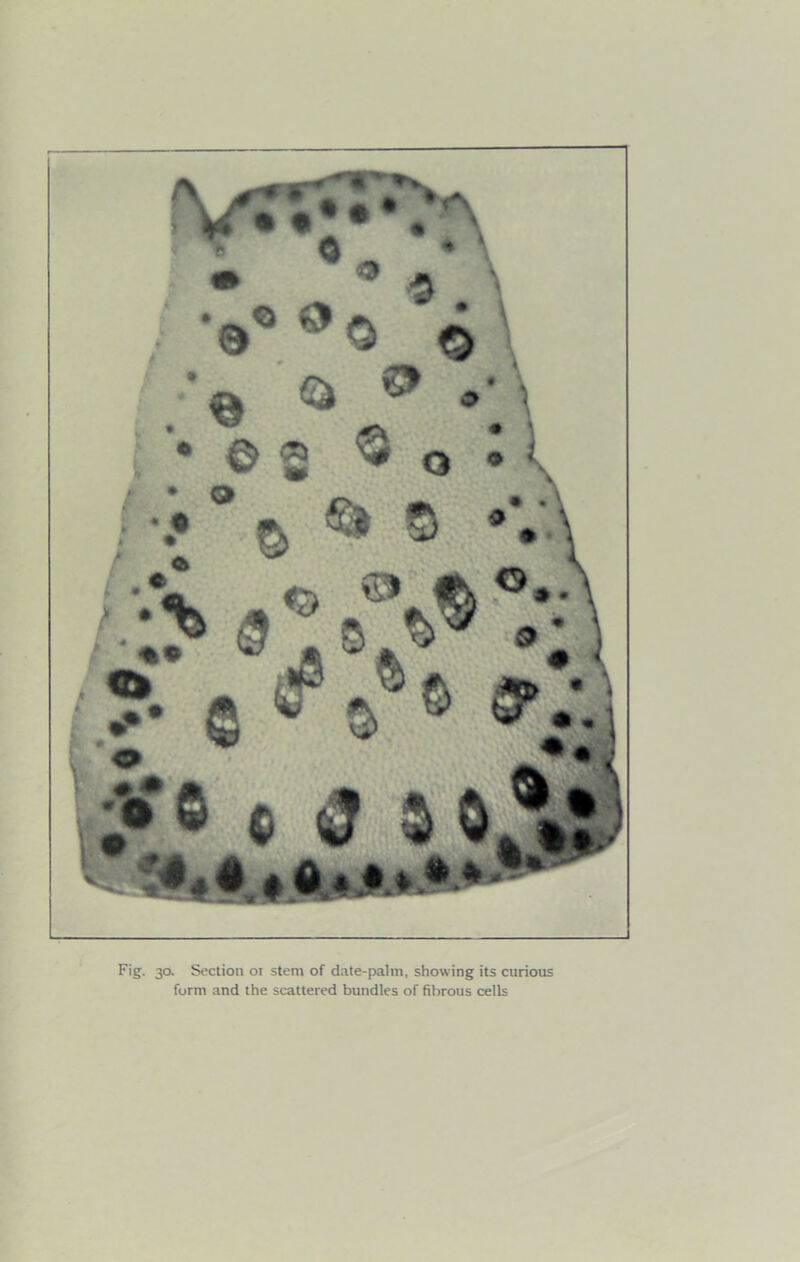 \0 Fig. 30. Section 01 stem of date-palm, showing its curious form and the scattered bundles of fibrous cells