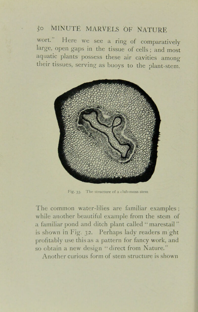 wort. Here we see a ring of comparatively large, open gaps in the tissue of cells ; and most aquatic plants possess these air cavities among their tissues, serving as buoys to the plant-stem. Fig- 33- The structure of a ilub-moss stem The common water-lilies are familiar examples ; while another beautiful example from the stem of a familiar pond and ditch plant called “ marestail ” is shown in Fig. 32. Perhaps lady readers m ght profitably use this as a pattern for fancy work, and so obtain a new design ‘‘direct from Nature.” Another curious form of stem structure is shown