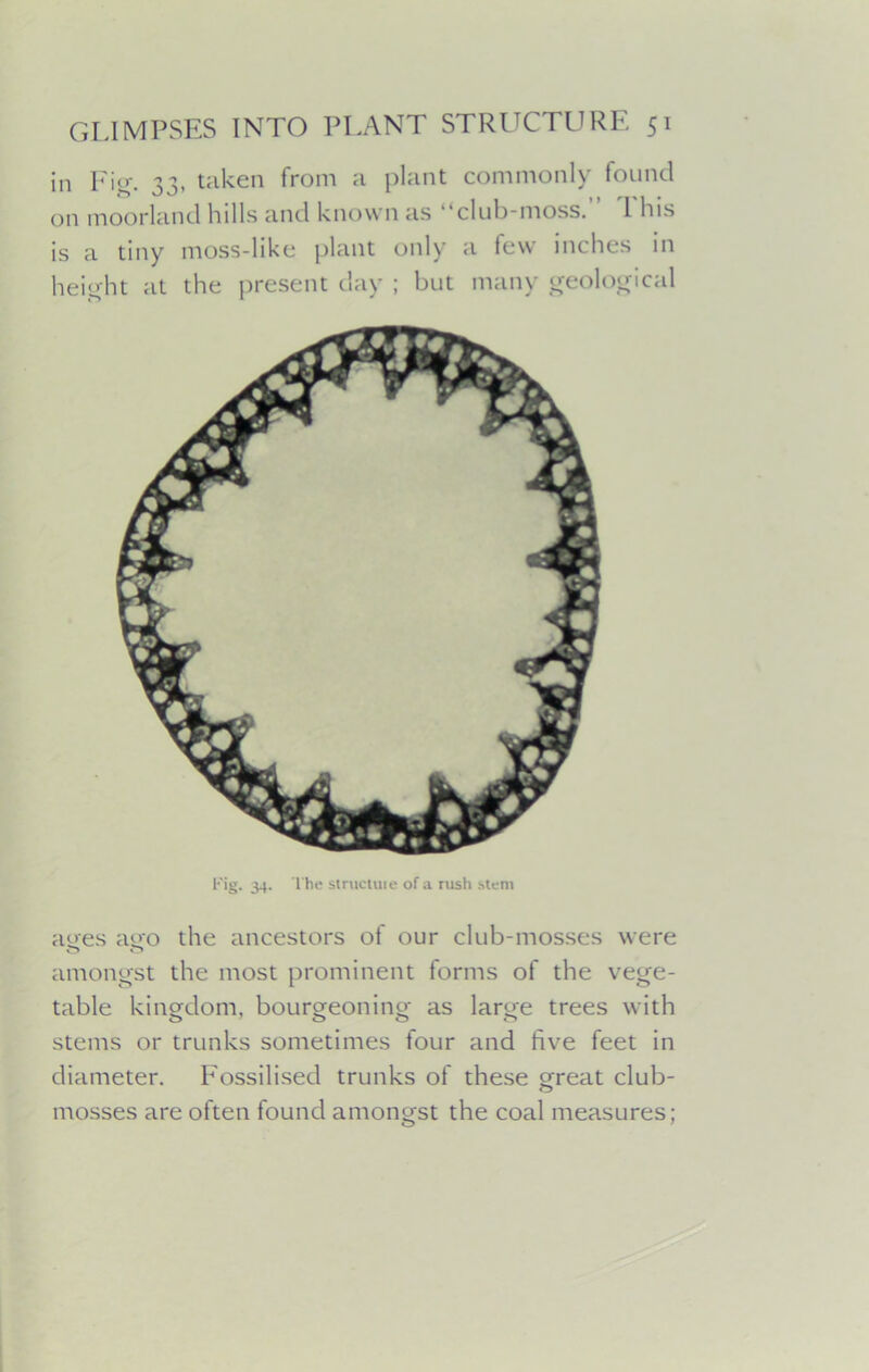 in Fig. 33, taken from a plant commonly found on moorland lulls and known as ‘ club-moss. 1 bis is a tiny moss-like plant only a few inches in height at the present day ; but many geological ages ago the ancestors of our club-mosses were amongst the most prominent forms of the vege- table kingdom, bourgeoning as large trees with stems or trunks sometimes four and five feet in diameter. Fossilised trunks of these great club- mosses are often found amongst the coal measures; Fig. 34. The structuie of a rush stem