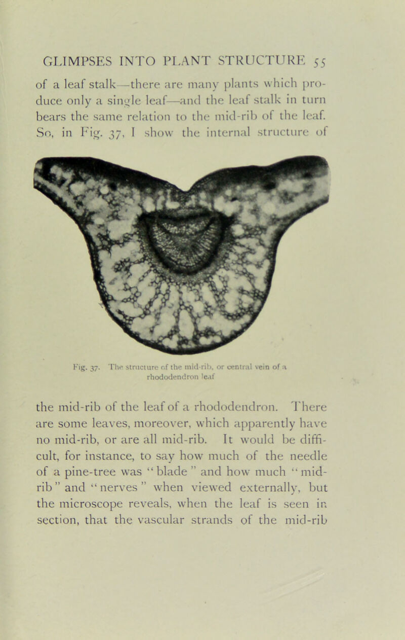 of a leaf stalk—there are many plants which pro- duce only a single leaf—and the leafstalk in turn bears the same relation to the mid-rib of the leaf. So, in Fig. 37, I show the internal structure of Fig. 37. Th<' structure cf the mid-rib, or central vein of a rhododendron leaf the mid-rib of the leaf of a rhododendron. There are some leaves, moreover, which apparently have no mid-rib, or are all mid-rib. It would be diffi- cult, for instance, to say how much of the needle of a pine-tree was “ blade  and how much “ mid- rib ” and “ nerves ” when viewed externally, but the microscope reveals, when the leaf is seen in section, that the vascular strands of the mid-rib