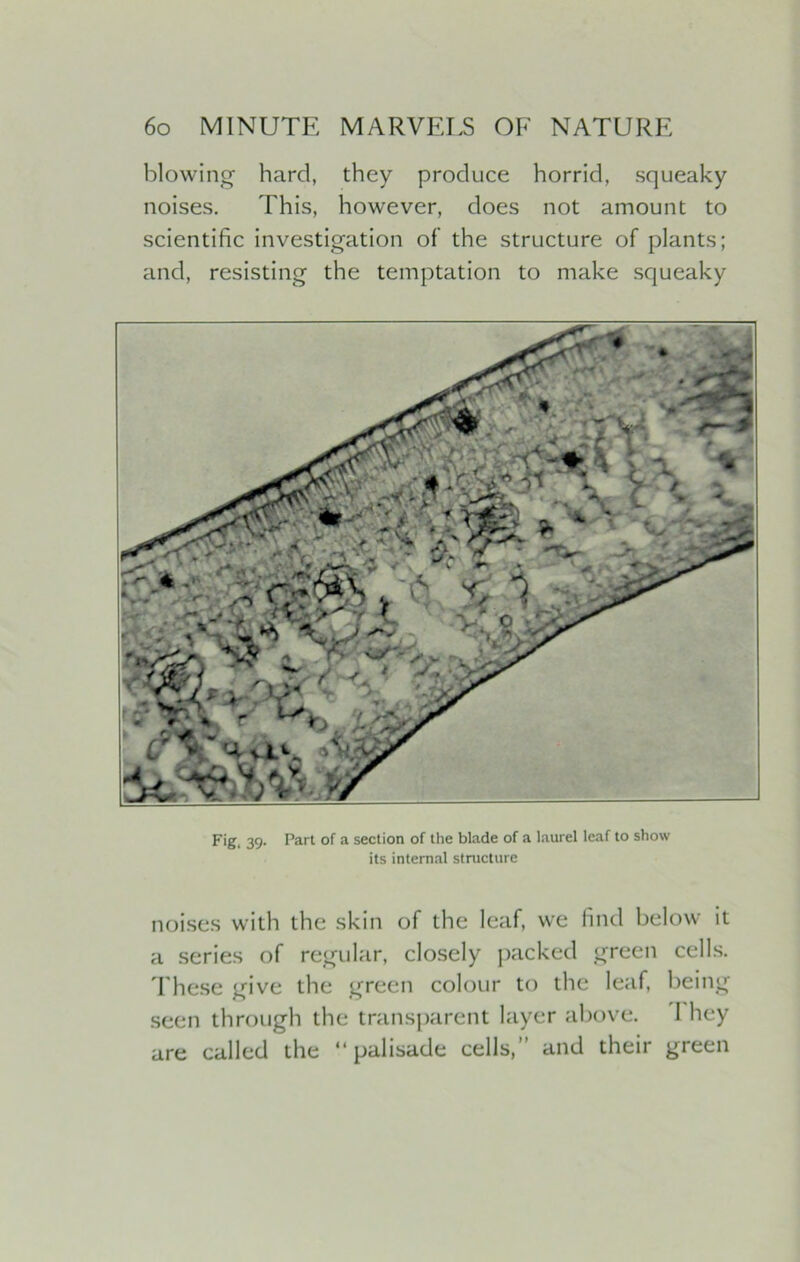 blowing hard, they produce horrid, squeaky noises. This, however, does not amount to scientific investigation of the structure of plants; and, resisting the temptation to make squeaky Fig, 39. Part of a section of the blade of a laurel leaf to show its internal structure noises with the skin of the leaf, we find below it a series of regular, closely packed green cells. These give the green colour to the leaf, being seen through the transparent layer above. I hey are called the “palisade cells,” and their green