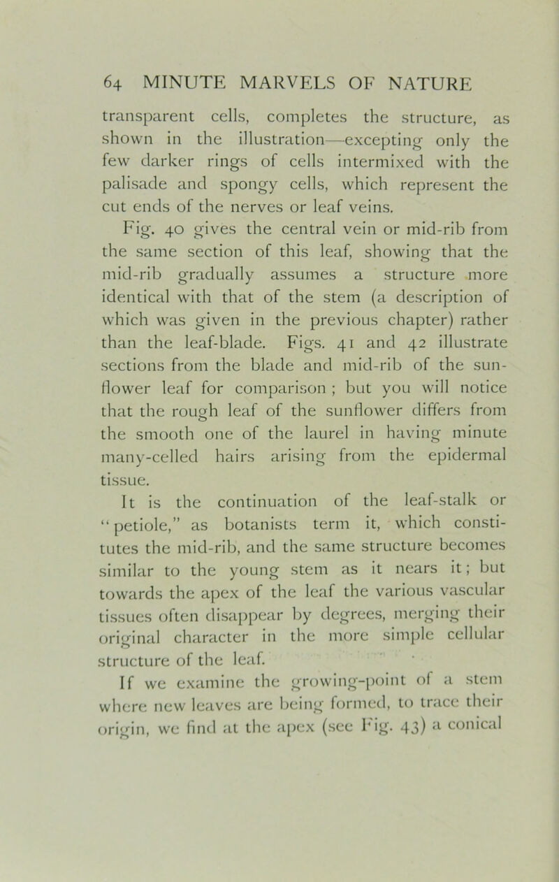 transparent cells, completes the structure, as shown in the illustration—excepting- only the few darker rings of cells intermixed with the palisade and spongy cells, which represent the cut ends of the nerves or leaf veins. Fig. 40 gives the central vein or mid-rib from the same section of this leaf, showing that the mid-rib gradually assumes a structure more identical with that of the stem (a description of which was given in the previous chapter) rather than the leaf-blade. Figs. 41 and 42 illustrate sections from the blade and mid-rib of the sun- flower leaf for comparison ; but you will notice that the roimh leaf of the sunflower differs from <_> the smooth one of the laurel in having minute many-celled hairs arising from the epidermal tissue. It is the continuation of the leaf-stalk or “petiole,” as botanists term it, which consti- tutes the mid-rib, and the same structure becomes similar to the young stem as it nears it; but towards the apex of the leaf the various vascular tissues often disappear by degrees, merging their oritfinal character in the more simple cellular o structure of the leaf. If we examine the growing-point of a stem where new leaves are being formed, to trace their origin, we find at the apex (see big. 43) a conical