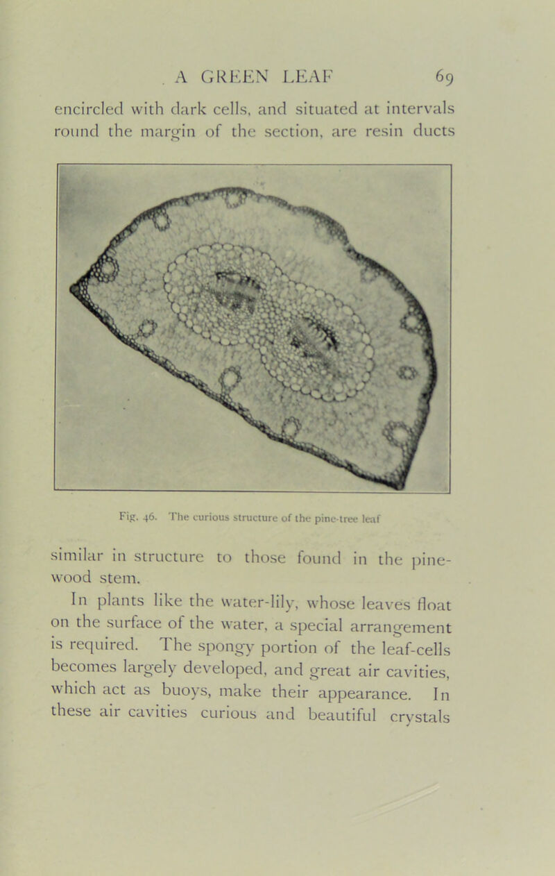 encircled with dark cells, and situated at intervals round the margin of the section, are resin ducts Fig. 46. The curious structure of the pine-tree leaf similar in structure to those found in the pine- wood stem. In plants like the water-lily, whose leaves float on the surface of the water, a special arrangement is required. The spongy portion of the leaf-cells becomes largely developed, and great air cavities, which act as buoys, make their appearance. In these air ca\ lties curious and beautiful crystals