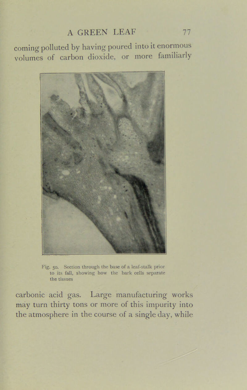 coming polluted by having poured into it enormous volumes of carbon dioxide, or more familiarly Fig. 50. Section through the base of a leaf-stalk prior to its fall, showing how the bark cells separate the tissues carbonic acid gas. Large manufacturing works may turn thirty tons or more of this impurity into the atmosphere in the course of a single day, while