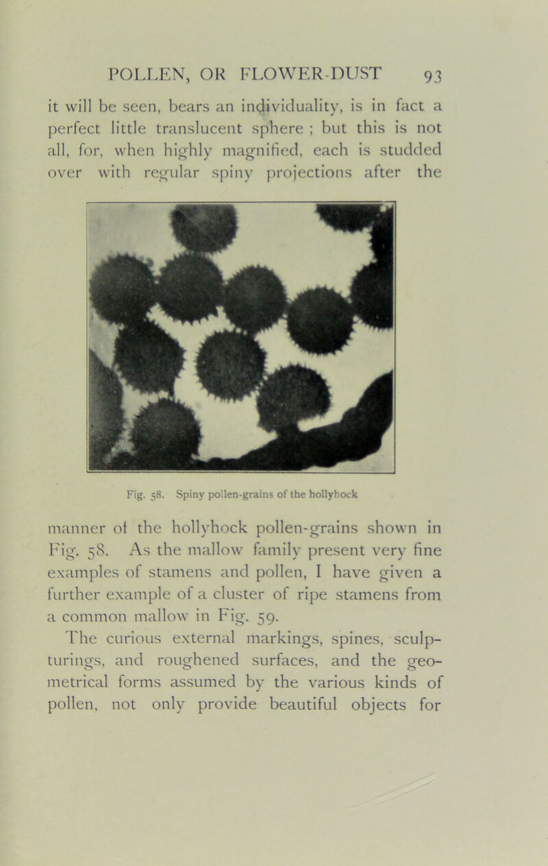 it will be seen, bears an individuality, is in fact a perfect little translucent sphere ; but this is not all, for, when highly magnified, each is studded over with regular spiny projections after the Fig. 58. Spiny pollen-grains of the hollyhock manner of the hollyhock pollen-grains shown in Fig. 58. As the mallow family present very fine examples of stamens and pollen, I have given a further example of a cluster of ripe stamens from a common mallow in Fig. 59. The curious external markings, spines, sculp- turings, and roughened surfaces, and the geo- metrical forms assumed by the various kinds of pollen, not only provide beautiful objects for