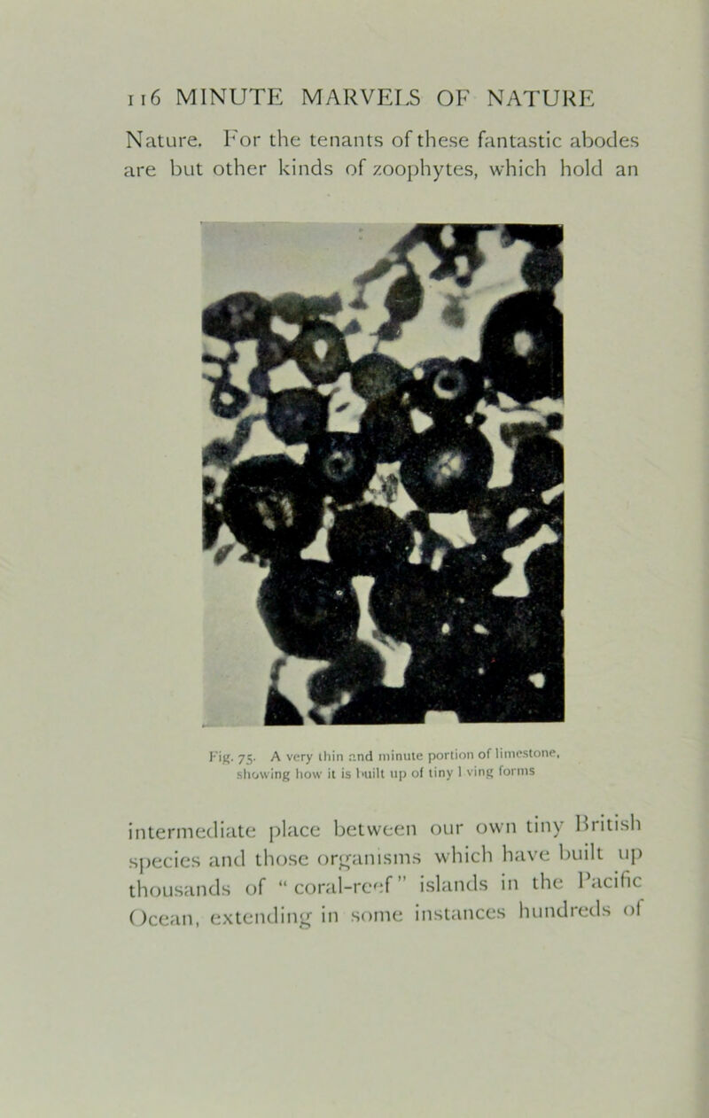 Nature. Iror the tenants of these fantastic abodes are but other kinds of zoophytes, which hold an Fig. 75. A very tliin and minute portion of limestone, show ing how it is built up of tiny 1 ving forms intermediate place between our own tiny British species and those organisms which have built up thousands of “coral-reef” islands in the Pacific Ocean, extending in some instances hundreds ol