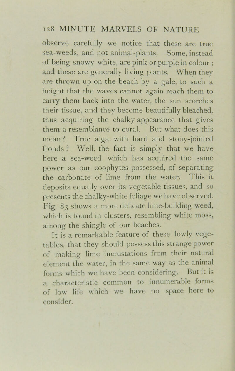 observe carefully we notice that these are true sea-weeds, and not animal-plants. Some, instead of being snowy white, are pink or purple in colour ; and these are generally living plants. When they are thrown up on the beach by a gale, to such a height that the waves cannot again reach them to carry them back into the water, the sun scorches their tissue, and they become beautifully bleached, thus acquiring the chalky appearance that gives them a resemblance to coral. But what does this mean? True algae with hard and stony-jointed fronds ? Well, the fact is simply that we have here a sea-weed which has acquired the same power as our zoophytes possessed, of separating the carbonate of lime from the water. This it deposits equally over its vegetable tissues and so presents the chalky-white foliage we have observed. Fig. 83 shows a more delicate lime-building weed, which is found in clusters, resembling white moss, among the shingle of our beaches. It is a remarkable feature of these lowly vege- tables. that they should possess this strange power of making lime incrustations from their natural element the water, in the same way as the animal forms which we have been considering. But it is a characteristic common to innumerable forms of low life which we have no space here to consider.