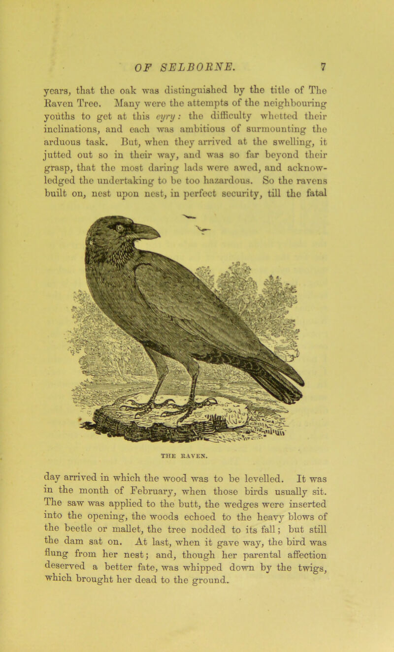 years, that the oak was distinguished by the title of The Raven Tree. Many were the attempts of the neighbouring youths to got at this eyry: tho difficulty whetted their inclinations, and each was ambitious of surmounting tho arduous task. But, when they arrived at the swelling, it jutted out so in their way, and was so far beyond their grasp, that tho most daring lads were awed, and acknow- ledged the undertaking to bo too hazardous. So the ravens built on, nest upon nest, in perfect security, till tho fatal THE KAVEN. day arrived in which the wood was to be levelled. It was m the month of February, when those birds usually sit. The saw was applied to the butt, the wedges were inserted into the opening, the woods echoed to the heavy blows of the beetle or mallet, the tree nodded to its fall; but still the dam sat on. At last, when it gave way, the bird was flung from her nest; and, though her parental affection deserved a better fate, was whipped down by the twigs, which brought her dead to the ground.