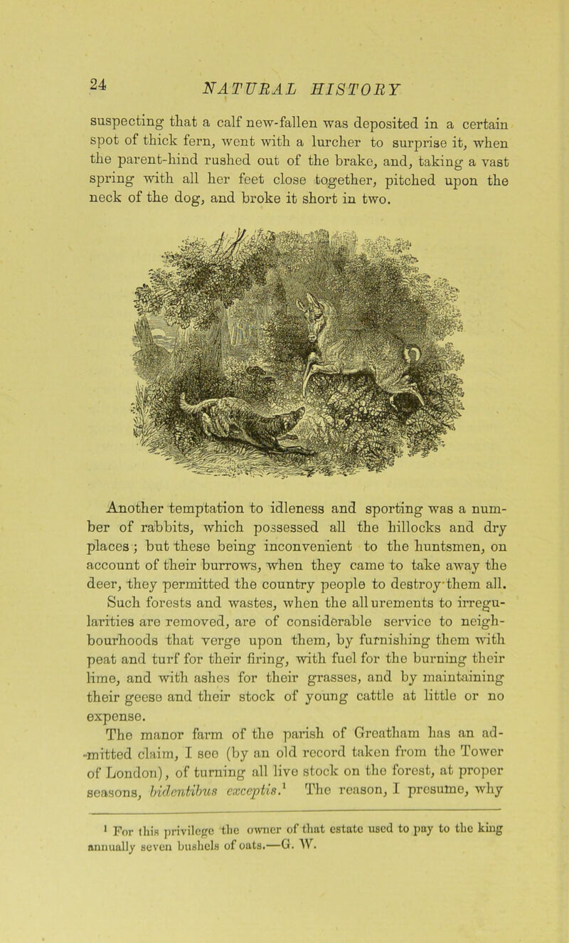 suspecting that a calf new-fallen was deposited in a certain spot of thick fern, went with a lurcher to surprise it, when the parent-hind rushed out of the brake, and, taking' a vast spring1 with all her feet close together, pitched upon the neck of the dog, and broke it short in two. Another temptation to idleness and sporting was a num- ber of rabbits, which possessed all the hillocks and dry- places ; but these being inconvenient to the huntsmen, on account of their burrows, when they came to take away the deer, they permitted the country people to destroy them all. Such forests and wastes, when the allurements to irregu- larities are removed, are of considerable service to neigh- bourhoods that verge upon them, by furnishing them with peat and turf for their firing, with fuel for the burning their lime, and with ashes for their grasses, and by maintaining their geese and their stock of young cattle at little or no expense. The manor farm of the parish of Greatliam has an ad- •■mitted claim, I see (by an old record taken from the Tower of London), of turning all live stock on the forest, at proper seasons, hidentihus cxceptis.1 The reason, I presume, why 1 For this privilege the owner of that estate used to pay to the king annually seven bushels of oats.—G. AV.