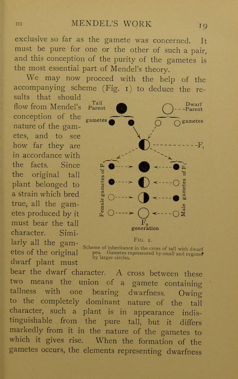 Tall Parent gametes Dwarf Parent \ Q Q gametes I ^ >• 19 exclusive so far as the gamete was concerned. It must be pure for one or the other of such a pair, and this conception of the purity of the gametes is the most essential part of Mendel’s theory. We may now proceed with the help of the accompanying scheme (Fig. i) to deduce the re- sults that should flow from Mendel’s conception of the nature of the gam- etes, and to see how far they are in accordance with the facts. Since the original tall plant belonged to a strain which bred true, all the gam- etes produced by it must bear the tall character. Simi- larly all the gam- etes of the original dwarf plant must bear the dwarf character. A cross between these two means the union of a gamete containing tallness with one bearing dwarfness. Owing to the completely dominant nature of the tall character, such a plant is in appearance indis- tinguishable from the pure tall, but it differs markedly from it in the nature of the gametes to which it gives rise. When the formation of the gametes occurs, the elements representing dwarfness O OJ B cS ? O--' c. c 3 -C H [1. o OM a; B -< m bo ■<- ■ J 0-— O F. . generation Fig. I. 0) _ 3 -02 Scheme of inheritance in the cross of tall with dwarf pea. Gametes represented by small and zygote:? by larger circles.