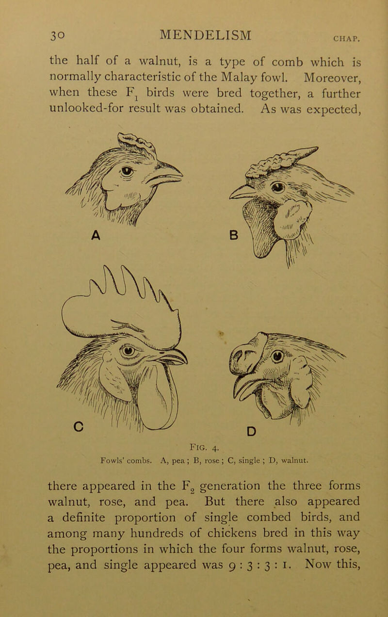 the half of a walnut, is a type of comb which is normally characteristic of the Malay fowl. Moreover, when these birds were bred together, a further unlooked-for result was obtained. As was expected. there appeared in the Eg generation the three forms walnut, rose, and pea. But there also appeared a definite proportion of single combed birds, and among many hundreds of chickens bred in this way the proportions in which the four forms walnut, rose, pea, and single appeared was 9:3:3: i. Now this.