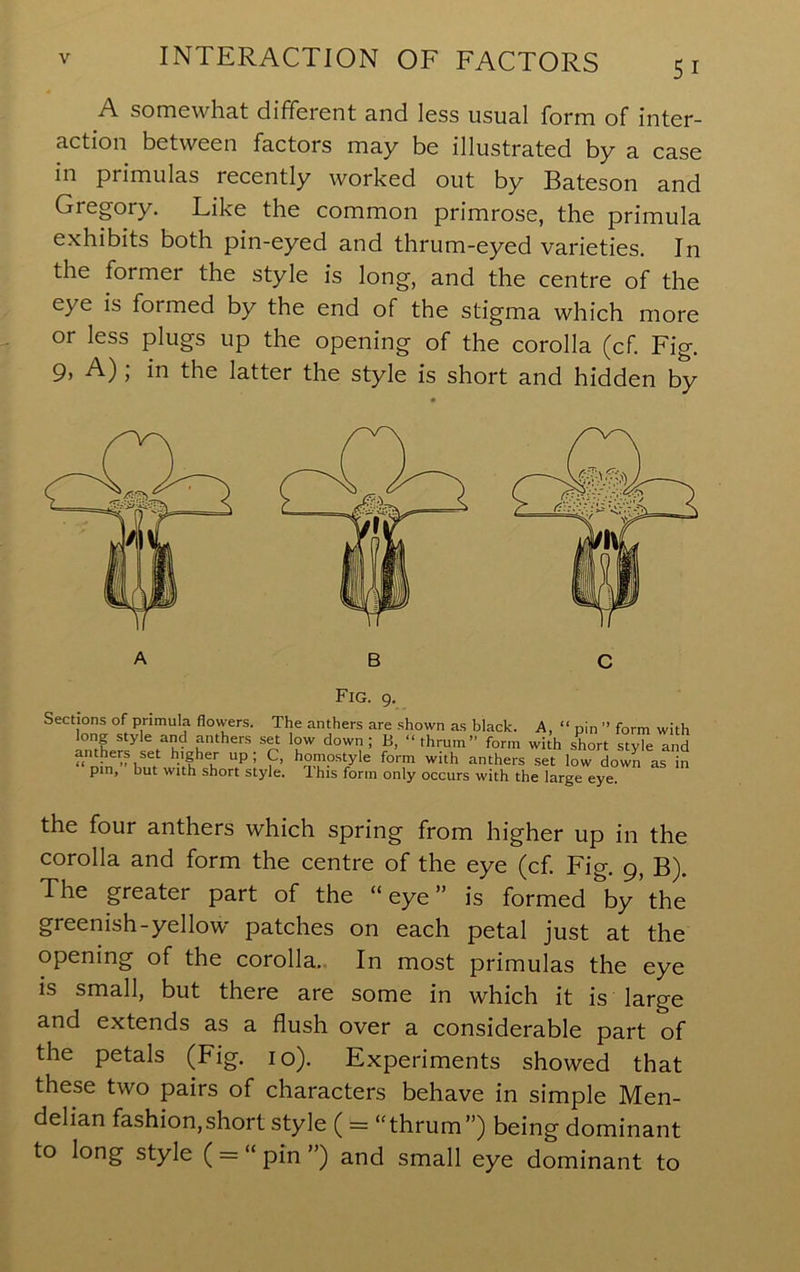 A somewhat different and less usual form of inter- action between factors may be illustrated by a case in primulas recently worked out by Bateson and Gregory. Like the common primrose, the primula exhibits both pin-eyed and thrum-eyed varieties. In the former the style is long, and the centre of the eye is formed by the end of the stigma which more or less plugs up the opening of the corolla (cf. Fig. 9, A); in the latter the style is short and hidden by Fig. 9. Sections of primula flowers. The anthers are shown as black. A, “ pin ” form with r ‘r ?’ with short style and “ D^n w^if?’ anthers set low down as in pin, but with short style. Ihis form only occurs with the large eye. the four anthers which spring from higher up in the corolla and form the centre of the eye (cf. Fig. 9, B). The greater part of the “ eye ” is formed by the greenish-yellow patches on each petal just at the opening of the corolla.. In most primulas the eye is small, but there are some in which it is large and extends as a flush over a considerable part of the petals (Fig. 10). Experiments showed that these two pairs of characters behave in simple Men- delian fashion,short style ( = ‘Thrum”) being dominant to long style ( = “ pin ”) and small eye dominant to