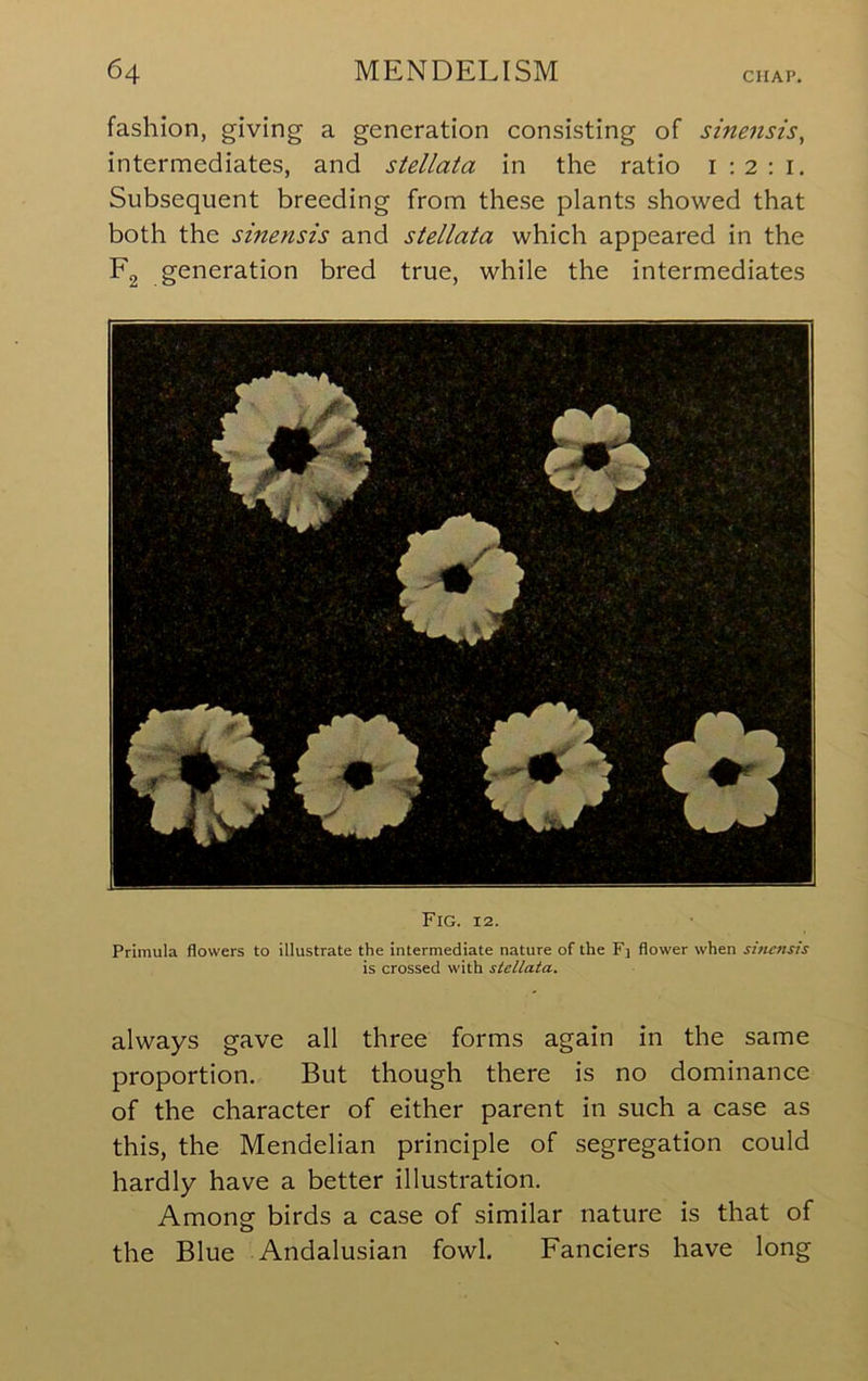 fashion, giving a generation consisting of sinensis^ intermediates, and stellata in the ratio i ; 2 : i. Subsequent breeding from these plants showed that both the sinensis and stellata which appeared in the Eg generation bred true, while the intermediates Fig. 12. Primula flowers to illustrate the intermediate nature of the Fi flower when sinensis is crossed with stellata. always gave all three forms again in the same proportion. But though there is no dominance of the character of either parent in such a case as this, the Mendelian principle of segregation could hardly have a better illustration. Among birds a case of similar nature is that of the Blue Andalusian fowl. Fanciers have long