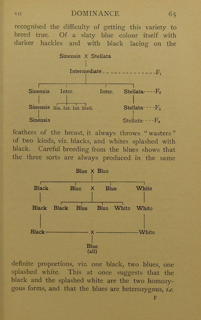 recognised the difficulty of getting this variety to breed true. Of a slaty blue colour itself with darker hackles and with black lacing on the Sinensis X Stellata Intermediate Sinensis Inter. Inter. Sinensis Sin. Int. Int. Stell. Sinensis Ste! lata F2 Stellata F3 Stellata- F4 feathers of the breast^ it always throws “ wasters ” of two kinds, viz. blacks, and whites splashed with black. Careful breeding from the blues shows that the three sorts are always produced in the same Blue X Blue I I ^ I Black Blue X Blue White I 1 1 1 Black Black Blue Blue White White Black- X White Blue (all) definite proportions, viz. one black, two blues, one splashed white. This at once suggests that the black and the splashed white are the two homozy- gous forms, and that the blues are heterozygous, z>, F