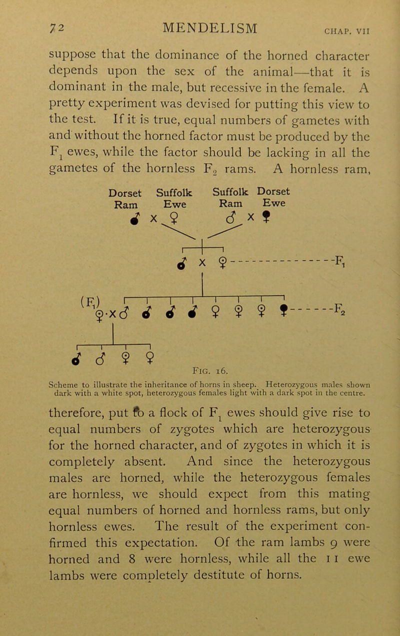 CHAP. VII suppose that the dominance of the horned character depends upon the sex of the animal—that it is dominant in the male, but recessive in the female. A pretty experiment was devised for putting this view to the test. If it is true, equal numbers of gametes with and without the horned factor must be produced by the Fj ewes, while the factor should be lacking in all the gametes of the hornless Eg rams. A hornless ram, Dorset Suffolk Ram Ewe d x^9 Suffolk Dorset Ram Ewe X f Fig. i6. Scheme to illustrate the inheritance of horns in sheep. Heterozj'gous males shown dark with a white spot, heterozygous females light with a dark spot in the centre. therefore, put ft) a flock of ewes should give rise to equal numbers of zygotes which are heterozygous for the horned character, and of zygotes in which it is completely absent. And since the heterozygous males are horned, while the heterozygous females are hornless, we should expect from this mating equal numbers of horned and hornless rams, but only hornless ewes. The result of the experiment con- firmed this expectation. Of the ram lambs 9 were horned and 8 were hornless, while all the i i ewe lambs were completely destitute of horns.