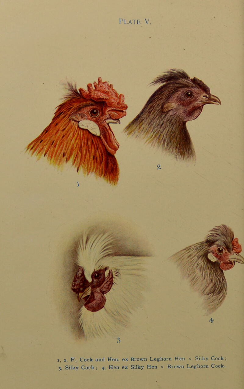 I, 2, Fj Cock and Hen, ex Brown Leghorn Hen x Silky Cock; 3, Silky Cock; 4, Hen ex Silky Hen x Brown Leghorn Cock.