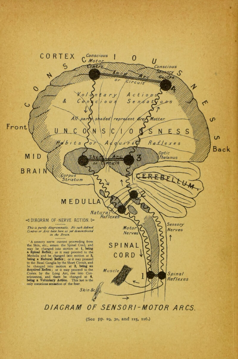 CORTEX r Conscious | 0 Mot*'' ^ Fro nt < DlfiQRRM OF NERVE ACTION. O This is purely diagrammatic. No such defined Centres or Arcs have been as yet demonstrated in the Brain. A sensory nerve current proceeding from the Skin, etc., enters the Spinal Cord, and mav be changed into motion at 1, being & Spinal Reflex; or it may proceed to the Medulla and be changed into motion at 2, being a Natural Reflex ; or it may proceed to the Basal Ganglia by the Short Circuit, and be changed into motion at 8, being an Acquired Reflex; or it may proceed to the Cortex by the Long Arc, rise into Con- sciousness, and there be changed at 4, being a Voluntary Action. This last is the only conscious sensation of the four. Skin Sc Spinal Reflexes DIAGRAM OF SENSO Rl - MOTOR ARCS. (See pp- 29, 30, and 125, 1-26.)