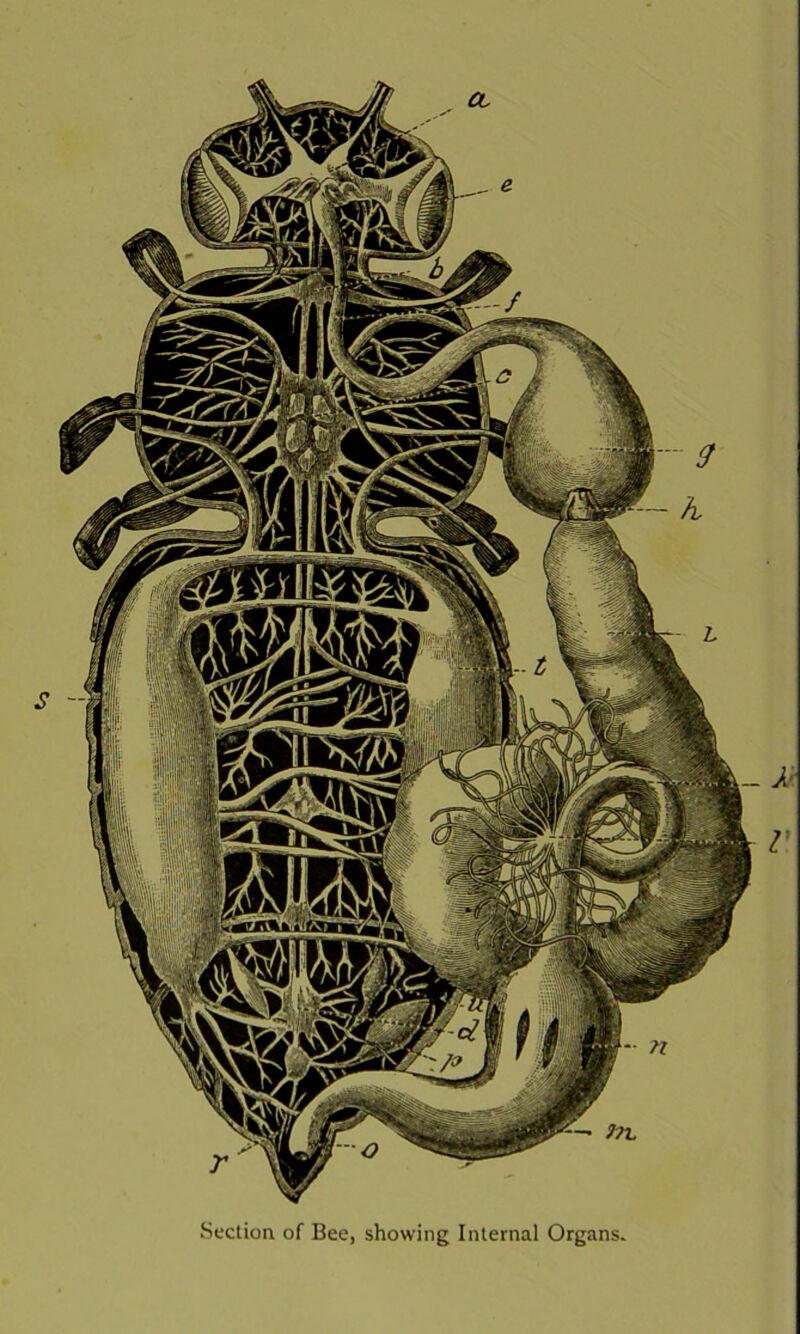 Section of Bee, showing Internal Organs.