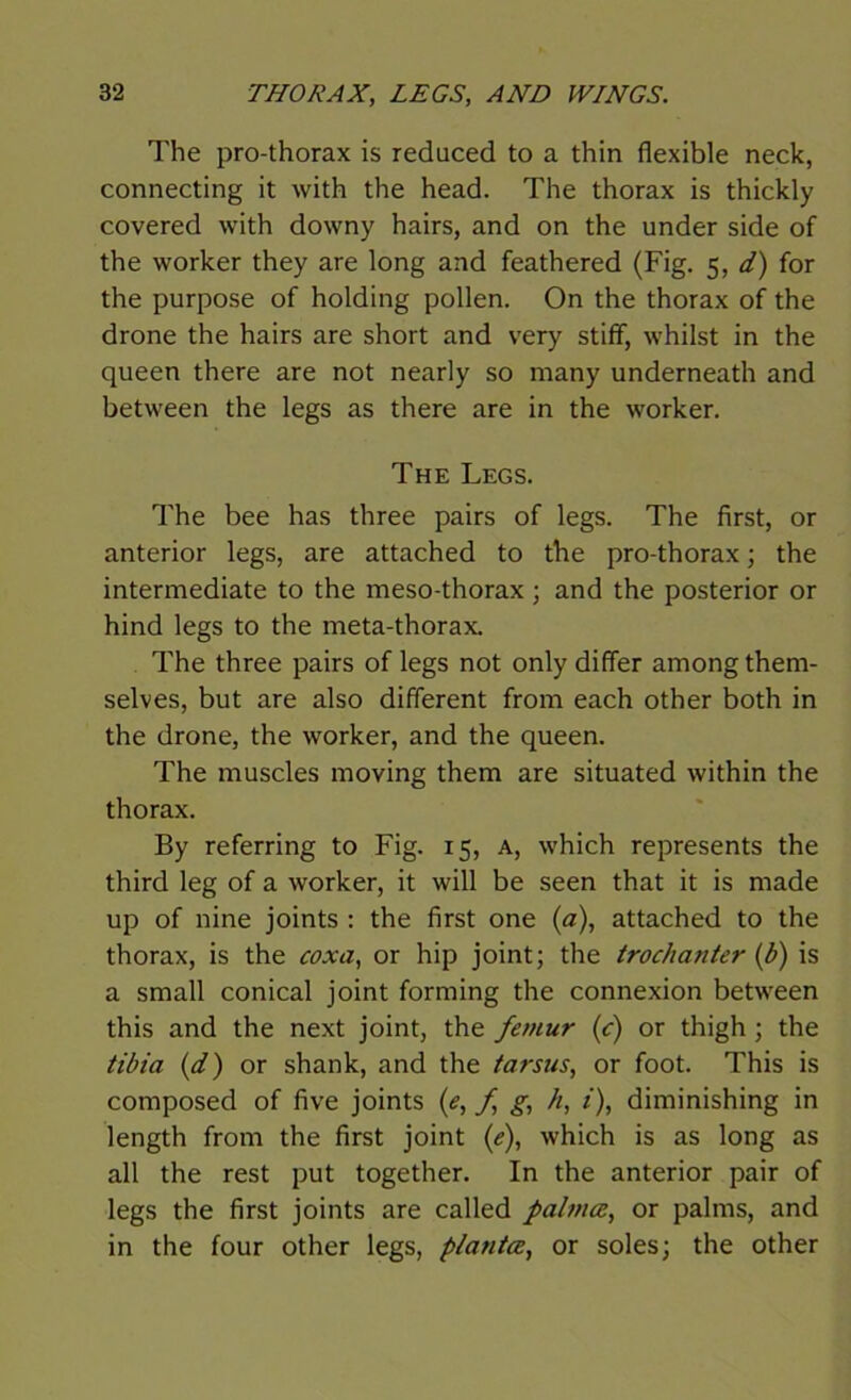 The pro-thorax is reduced to a thin flexible neck, connecting it with the head. The thorax is thickly covered with downy hairs, and on the under side of the worker they are long and feathered (Fig. 5, d) for the purpose of holding pollen. On the thorax of the drone the hairs are short and very stiff, whilst in the queen there are not nearly so many underneath and between the legs as there are in the worker. The Legs. The bee has three pairs of legs. The first, or anterior legs, are attached to the pro-thorax; the intermediate to the meso-thorax; and the posterior or hind legs to the meta-thorax. The three pairs of legs not only differ among them- selves, but are also different from each other both in the drone, the worker, and the queen. The muscles moving them are situated within the thorax. By referring to Fig. 15, a, which represents the third leg of a worker, it will be seen that it is made up of nine joints : the first one (a), attached to the thorax, is the coxa, or hip joint; the trochanter (b) is a small conical joint forming the connexion between this and the next joint, the femur (c) or thigh ; the tibia (d) or shank, and the tarsus, or foot. This is composed of five joints (e, f g, h, i), diminishing in length from the first joint (<?), which is as long as all the rest put together. In the anterior pair of legs the first joints are called palmcz, or palms, and in the four other legs, p/antce, or soles; the other